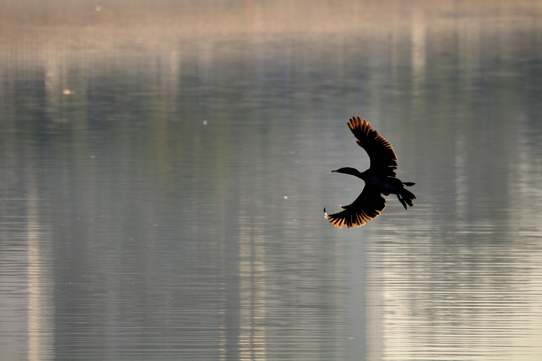 Sigma 150-500mm F5-6.3 DG OS HSM sample photo. Turn photography