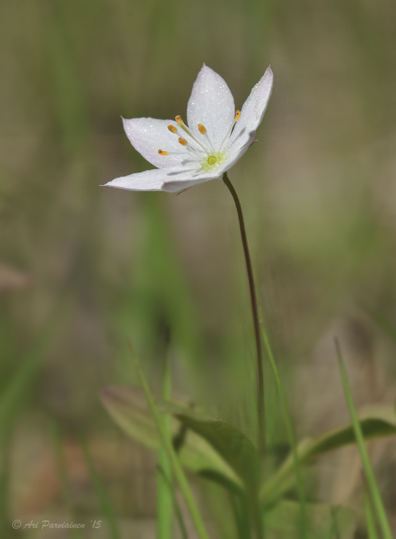 Sigma 150mm F2.8 EX DG OS Macro HSM sample photo. Arctic starflower photography