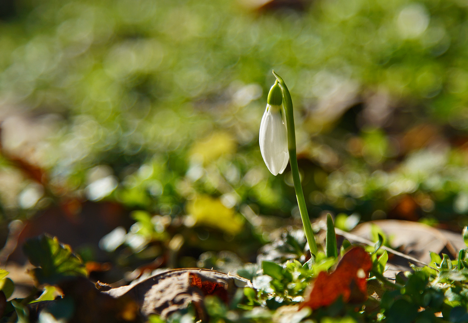 24-105mm F4 G SSM OSS sample photo. Snow drop 1 photography