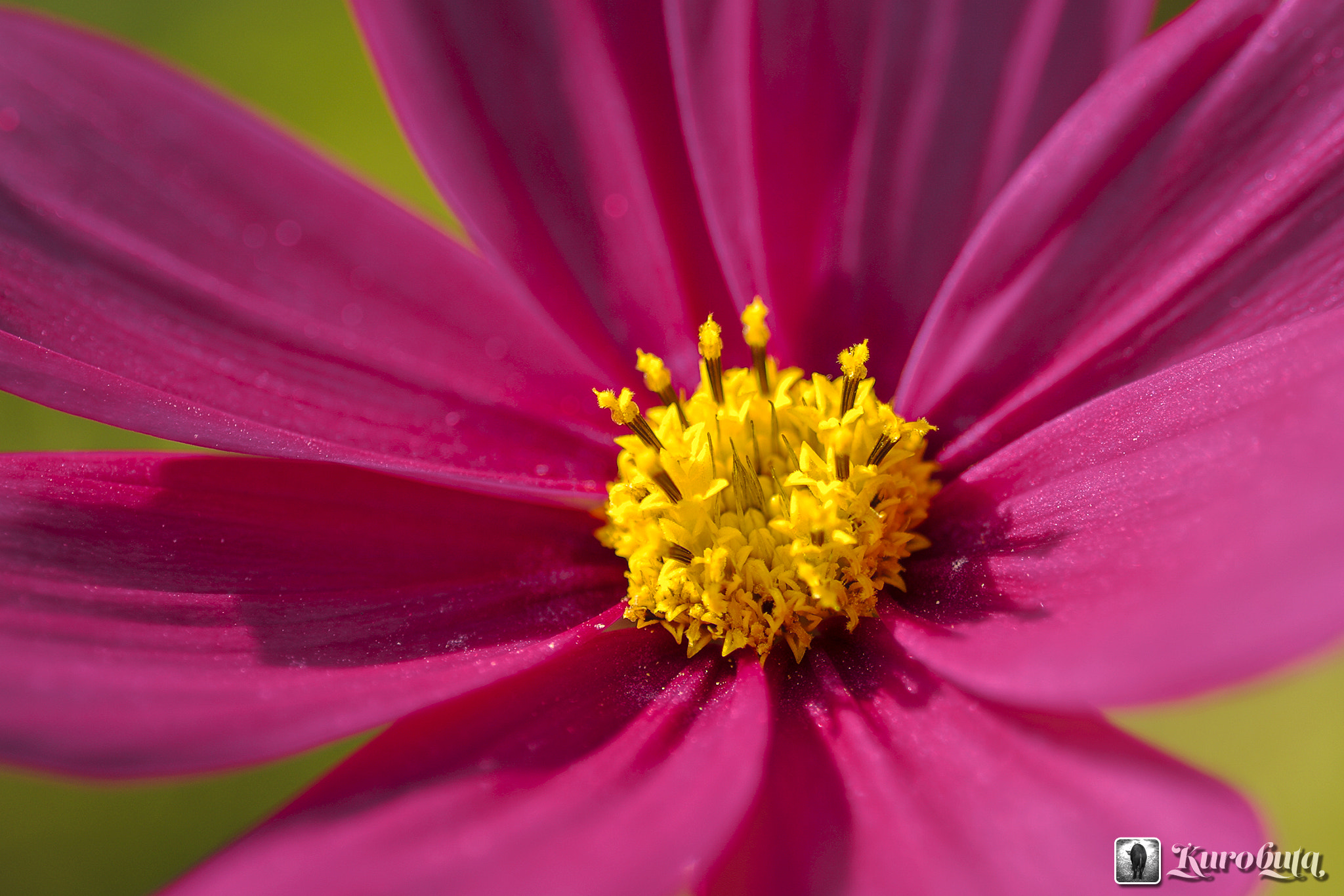 Pentax smc D-FA 100mm F2.8 Macro WR sample photo. Flowering of cosmos photography