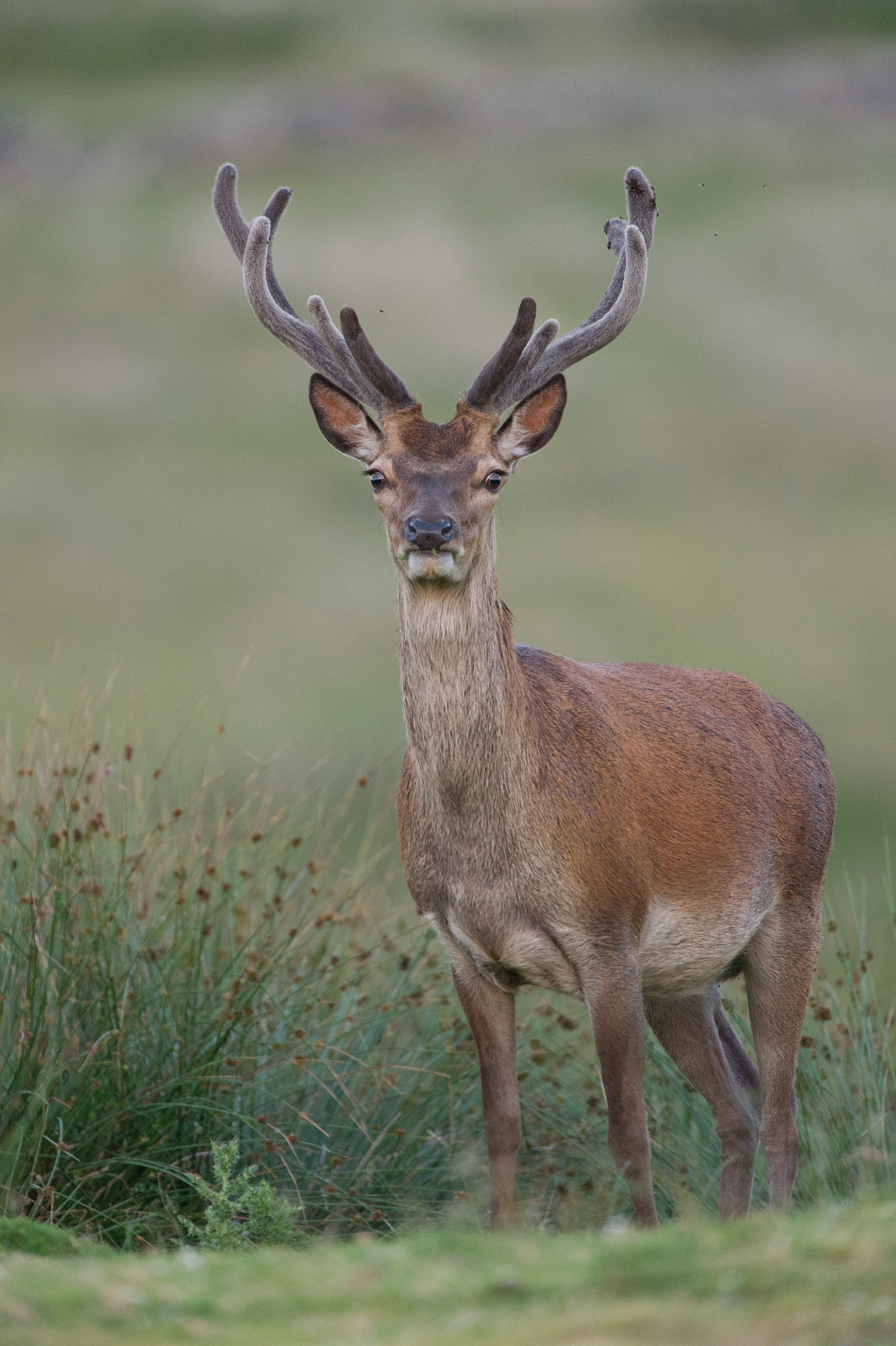 Nikon D3S + Nikon AF-S Nikkor 500mm F4G ED VR sample photo. Red deer photography