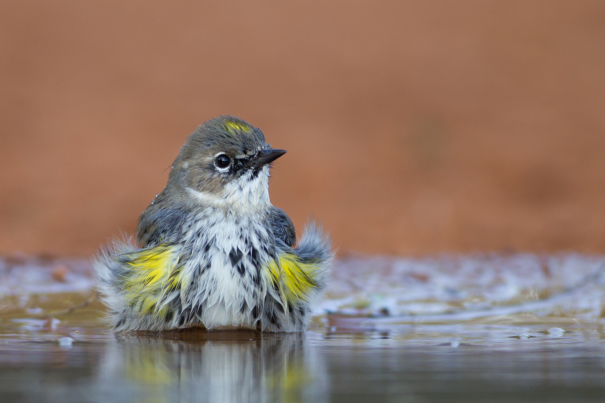Canon EF 600mm f/4L IS sample photo. Yellow-rumped warbler photography