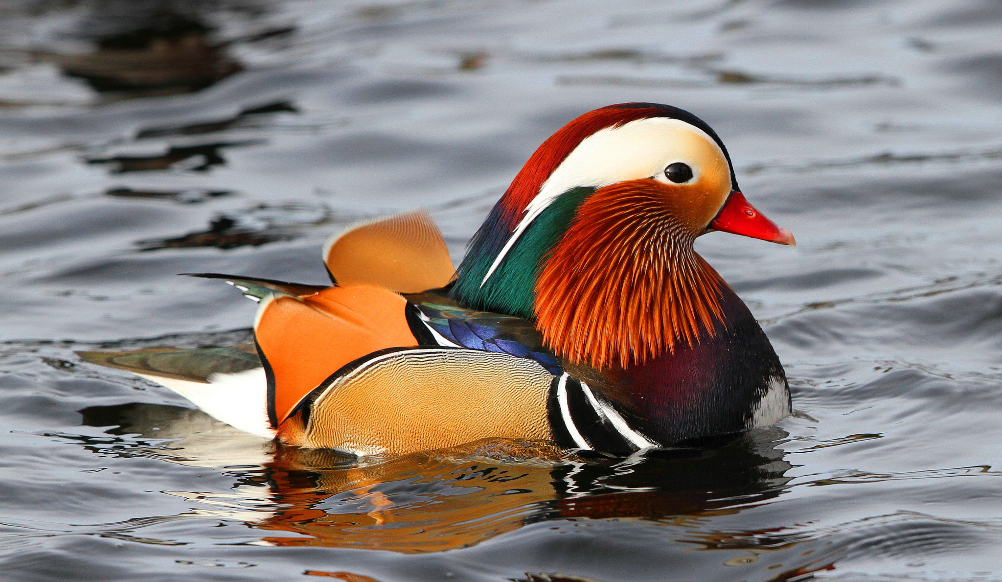 Canon EF 500mm F4L IS II USM sample photo. Mandarin duck 2 photography