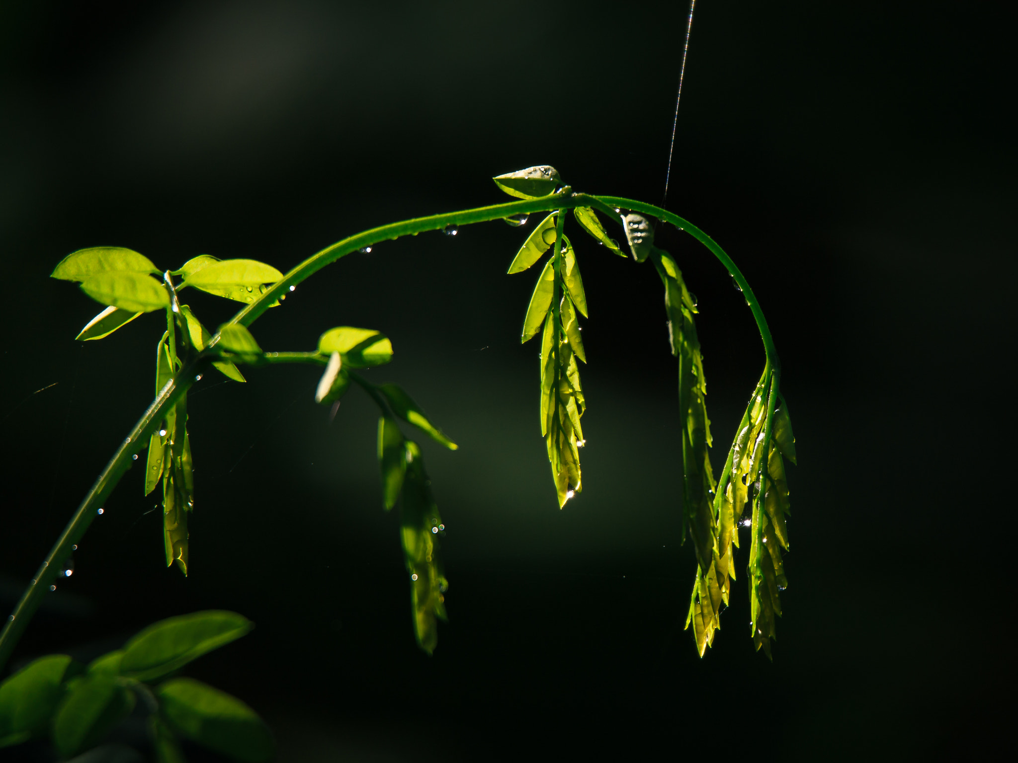 Tamron SP 150-600mm F5-6.3 Di VC USD sample photo. Difficult to let down photography
