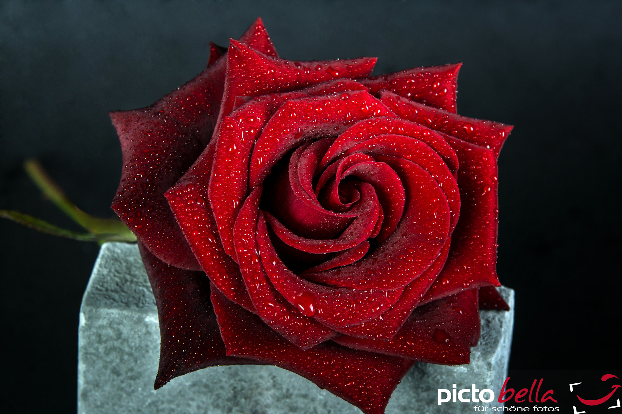Tamron SP AF 70-200mm F2.8 Di LD (IF) MACRO sample photo. Rose herausgearbeitet photography