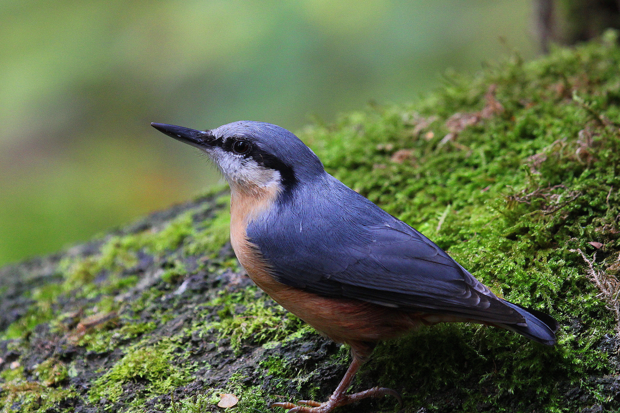 Canon EF 100-400mm F4.5-5.6L IS USM sample photo. Nuthatch 3 photography
