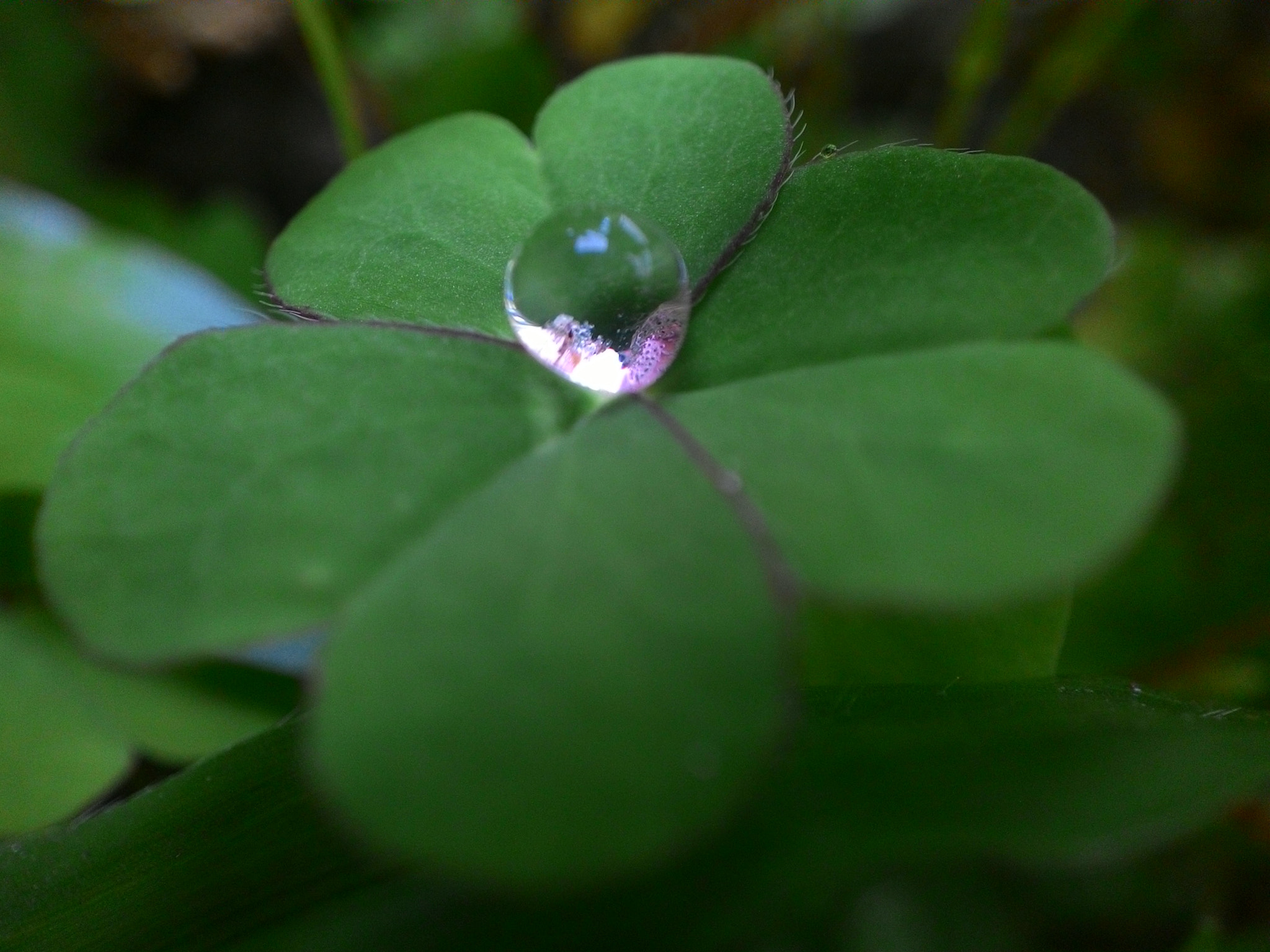 ASUS T00F sample photo. Pearl on top.. photography