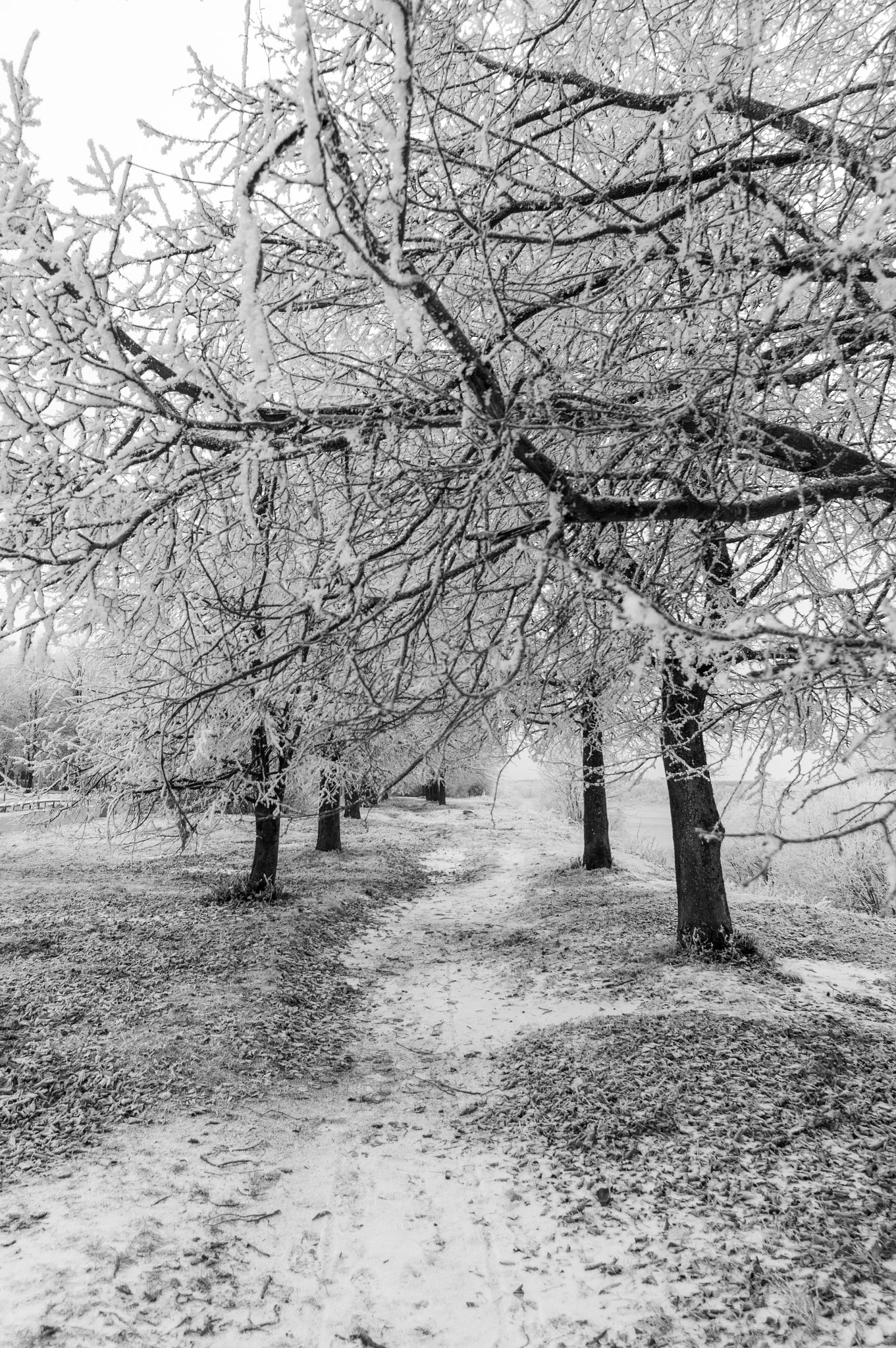 Sony Alpha NEX-5N + Sony E 10-18mm F4 OSS sample photo. Winter alley. photography