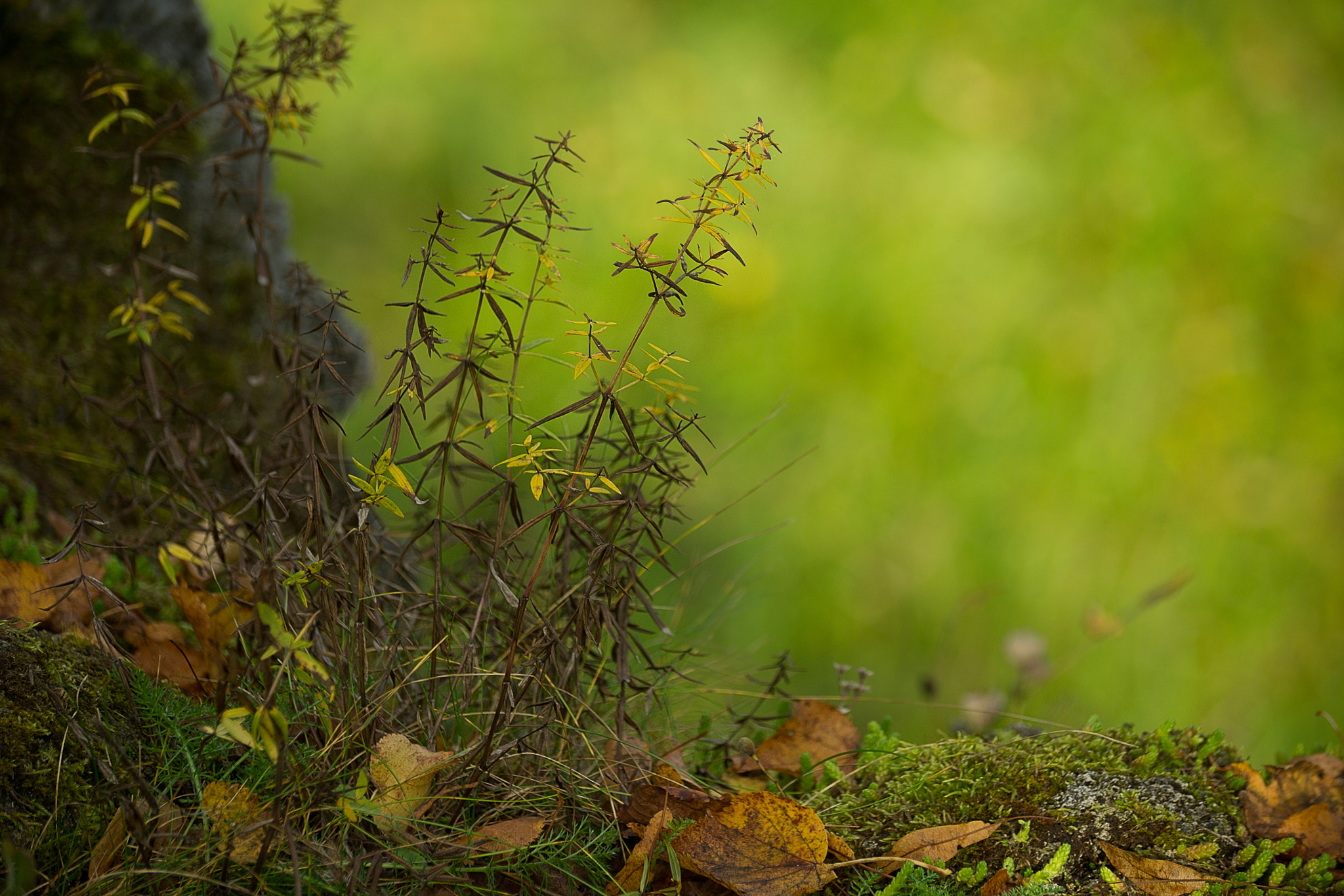 Sony SLT-A65 (SLT-A65V) sample photo. *** photography