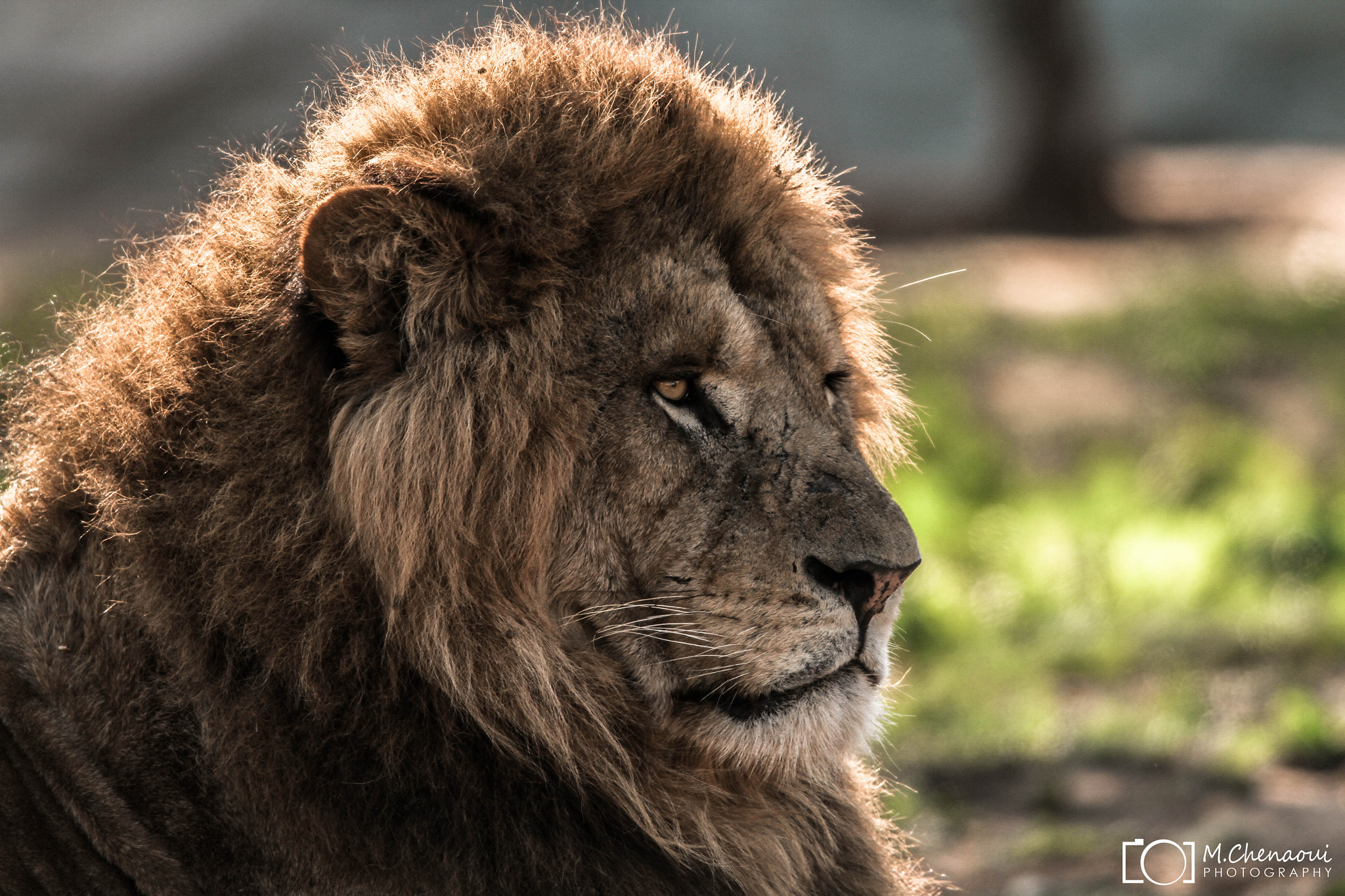 Canon EF 500mm f/4.5L + 1.4x sample photo. Lion  photography