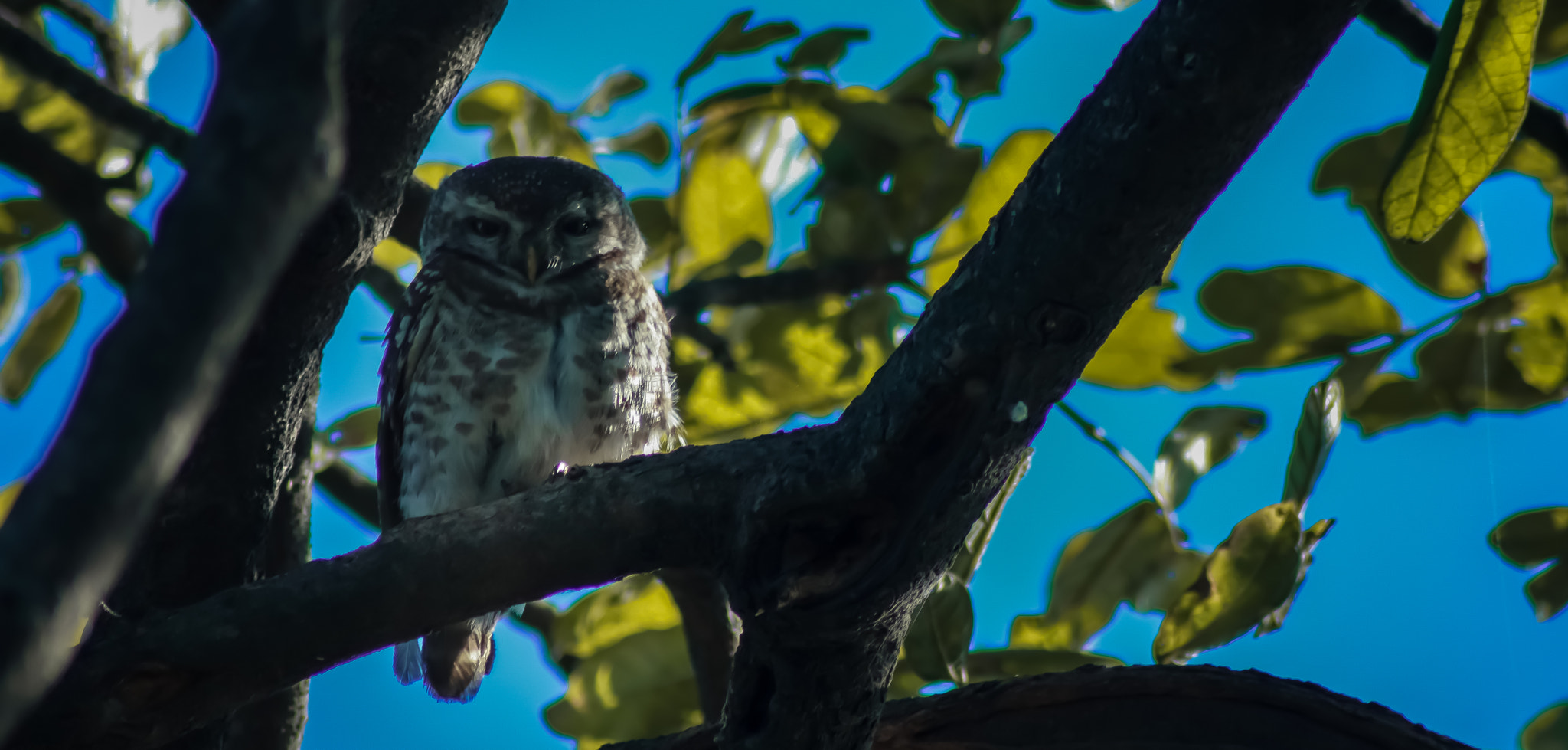 Canon EOS 750D (EOS Rebel T6i / EOS Kiss X8i) sample photo. Click of the day  photography