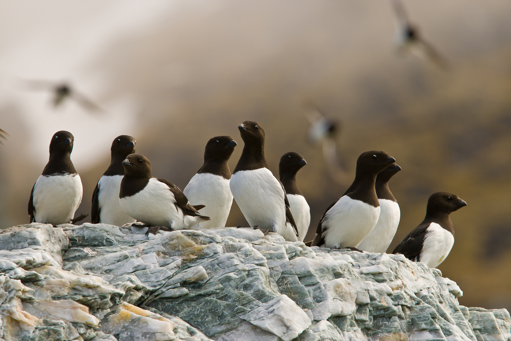 Canon EF 70-200mm F4L IS USM sample photo. Little auk photography