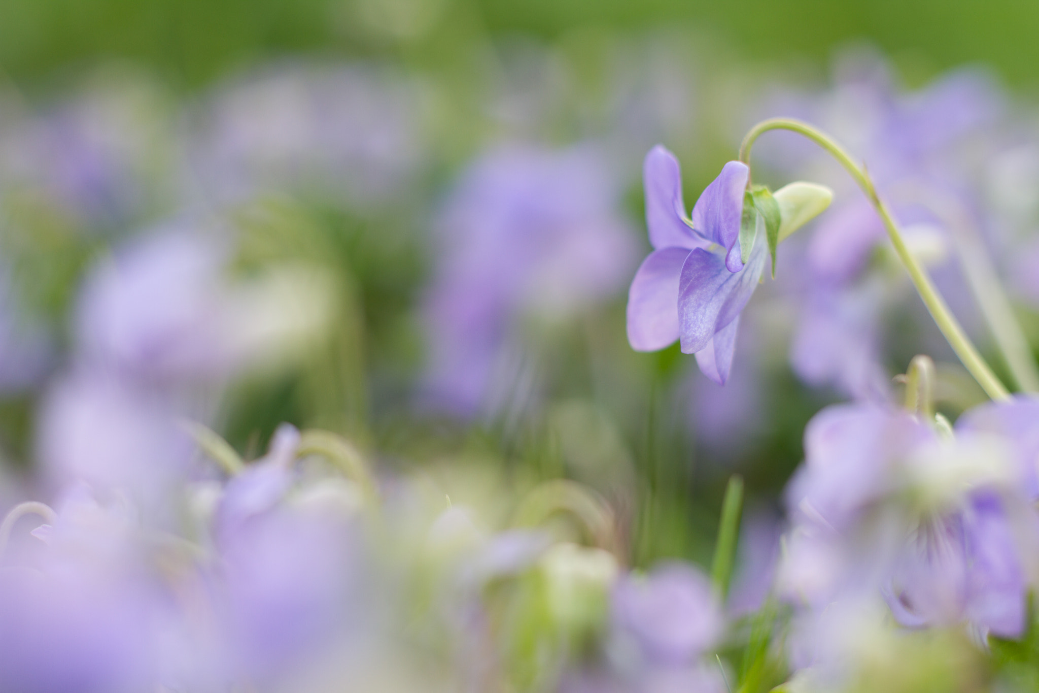 Canon EOS 7D + Canon EF 50mm f/1.8 sample photo. Viola adorata photography