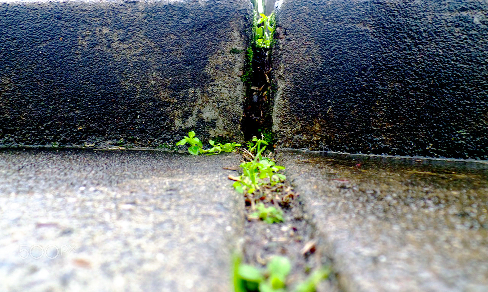 Samsung WB800F sample photo. The garden in the cracks photography