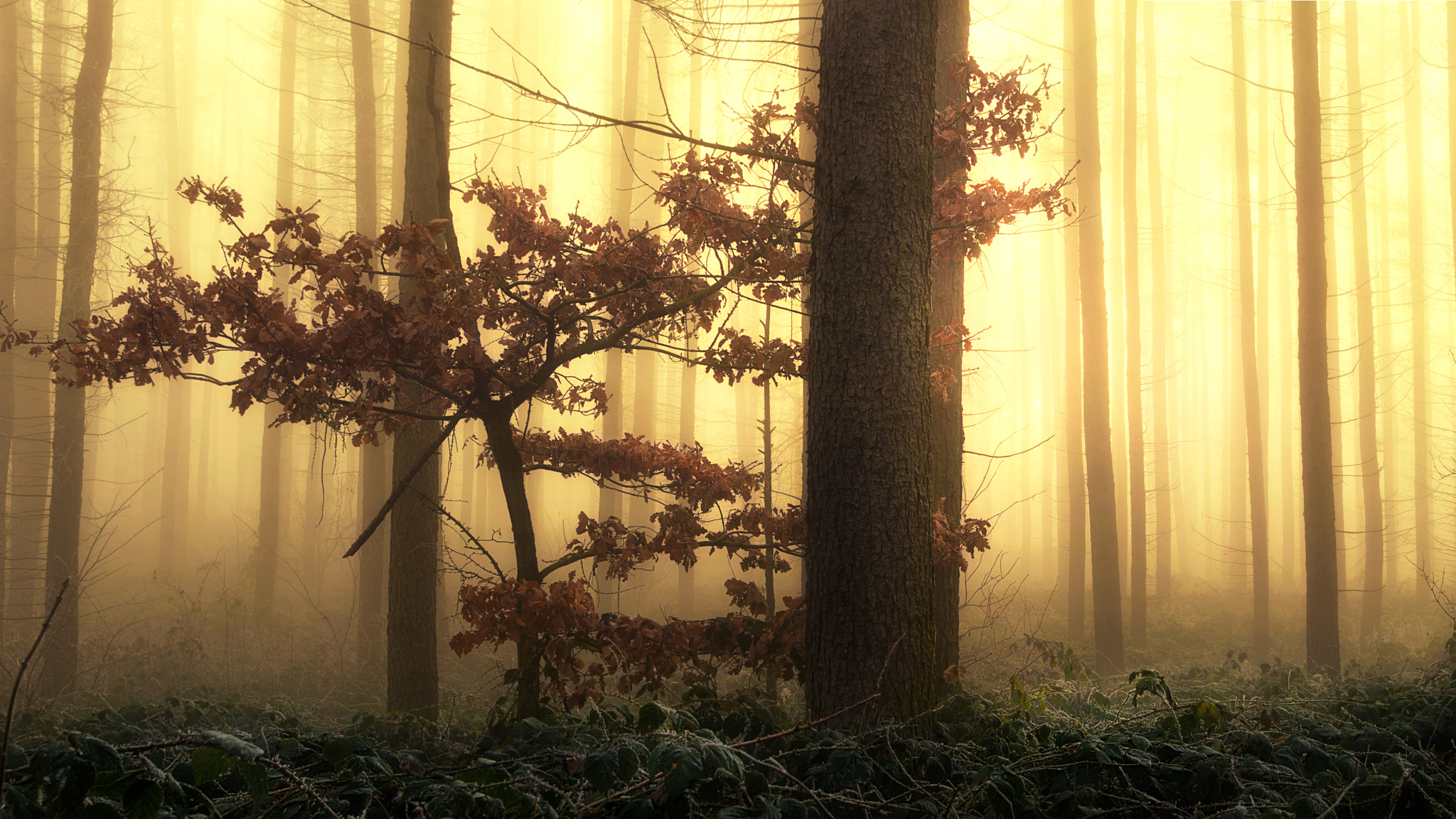 Nikon D7100 + Sigma 18-50mm F2.8 EX DC sample photo. Golden forest light (part3) photography