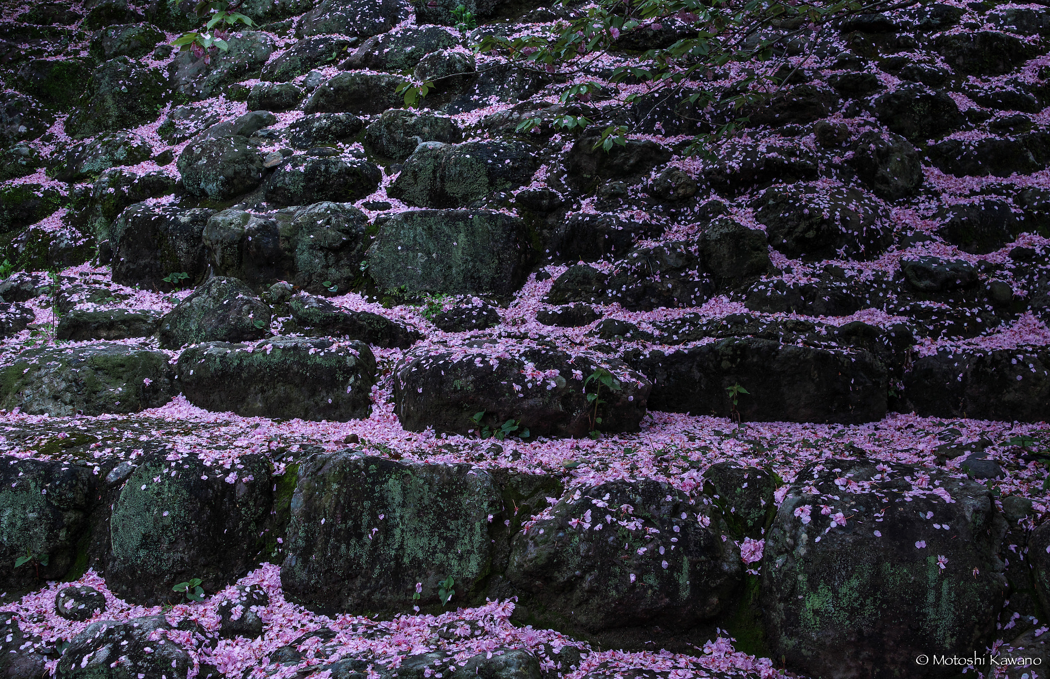 Sony Alpha NEX-7 sample photo. 散桜 photography