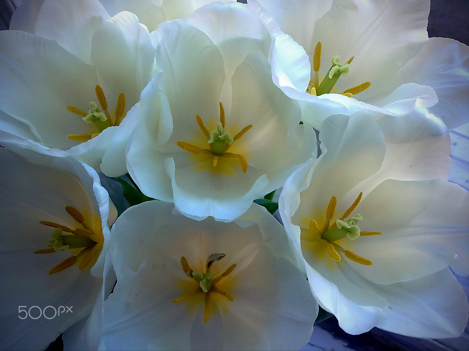 Sony Ericsson U5i sample photo. White tulips photography