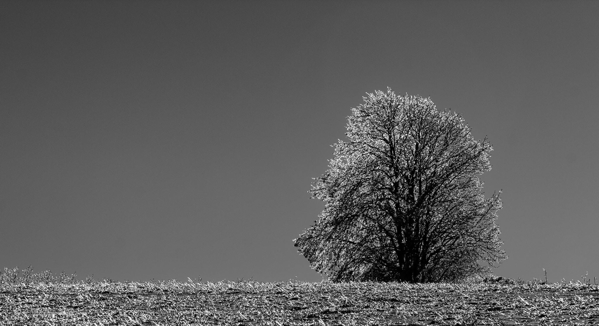 Sigma 150-600mm F5-6.3 DG OS HSM | C sample photo. Ice maple photography