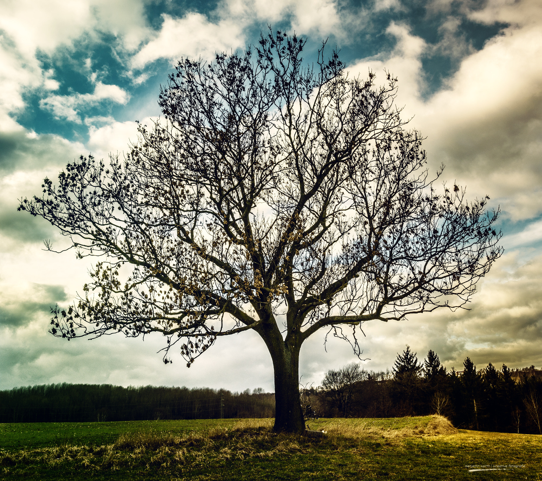 Nikon D5100 + Sigma 18-35mm F1.8 DC HSM Art sample photo. Lonely tree photography