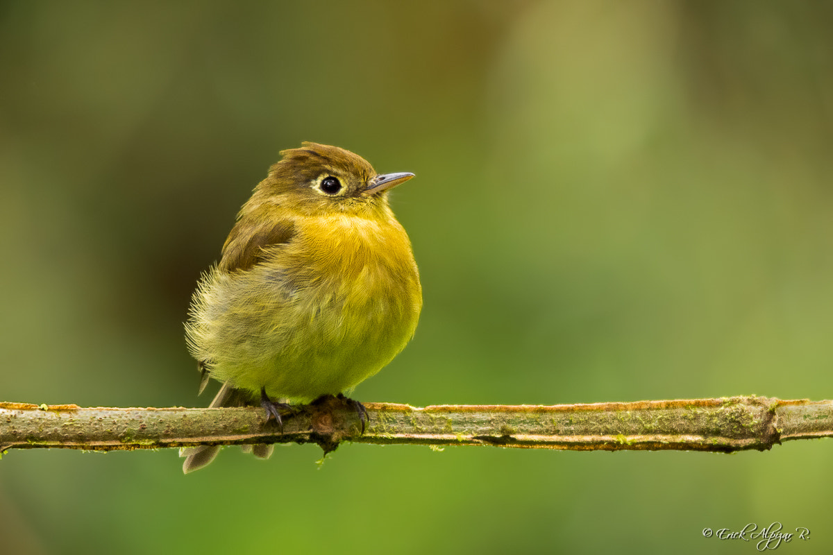Sigma 120-400mm F4.5-5.6 DG OS HSM sample photo. Yellowish flycatcher photography