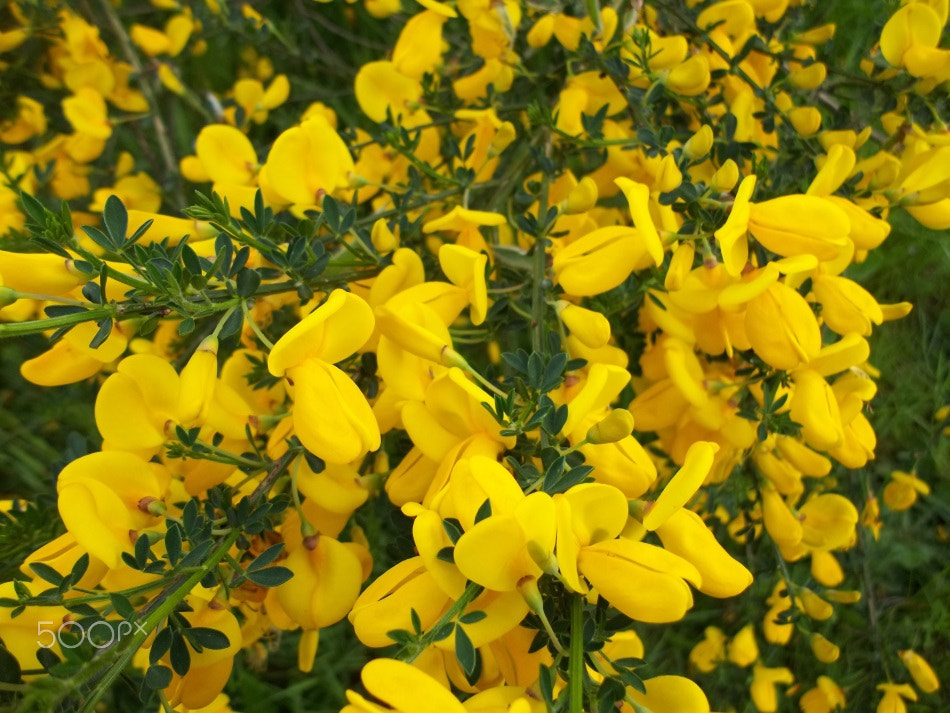 Kodak EASYSHARE C183 DIGITAL CAMERA sample photo. Scotch broom photography