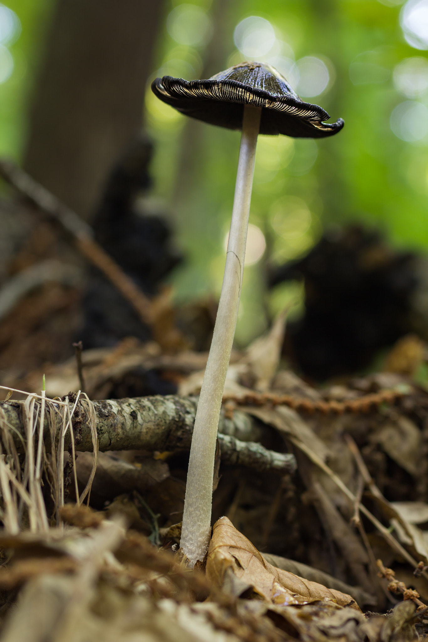 Canon EOS 60D + Sigma 50mm f/2.8 EX sample photo. Coprinopsis picacea photography