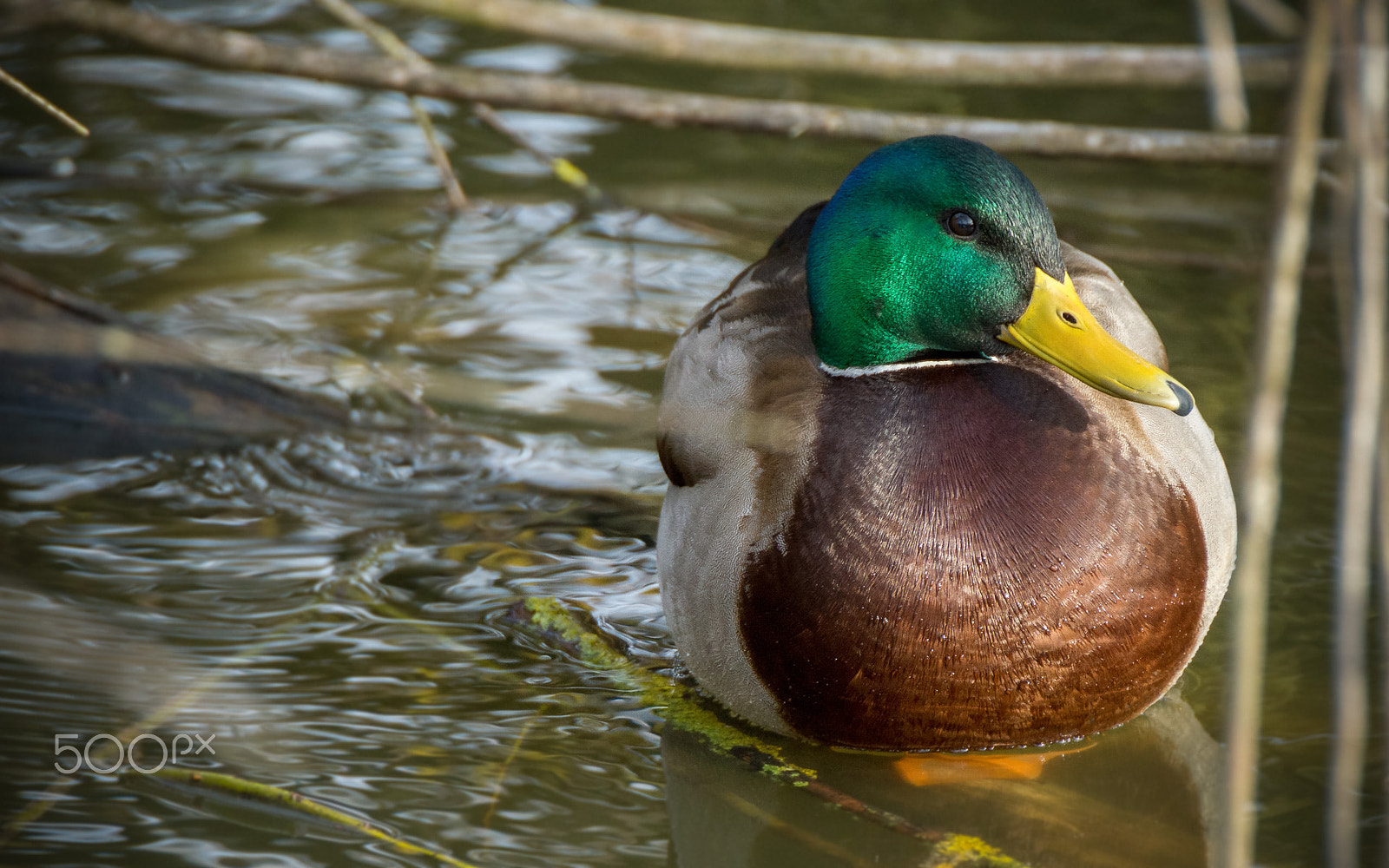 Sony SLT-A77 + Minolta AF 300mm F2.8 HS-APO G sample photo. Duck photography