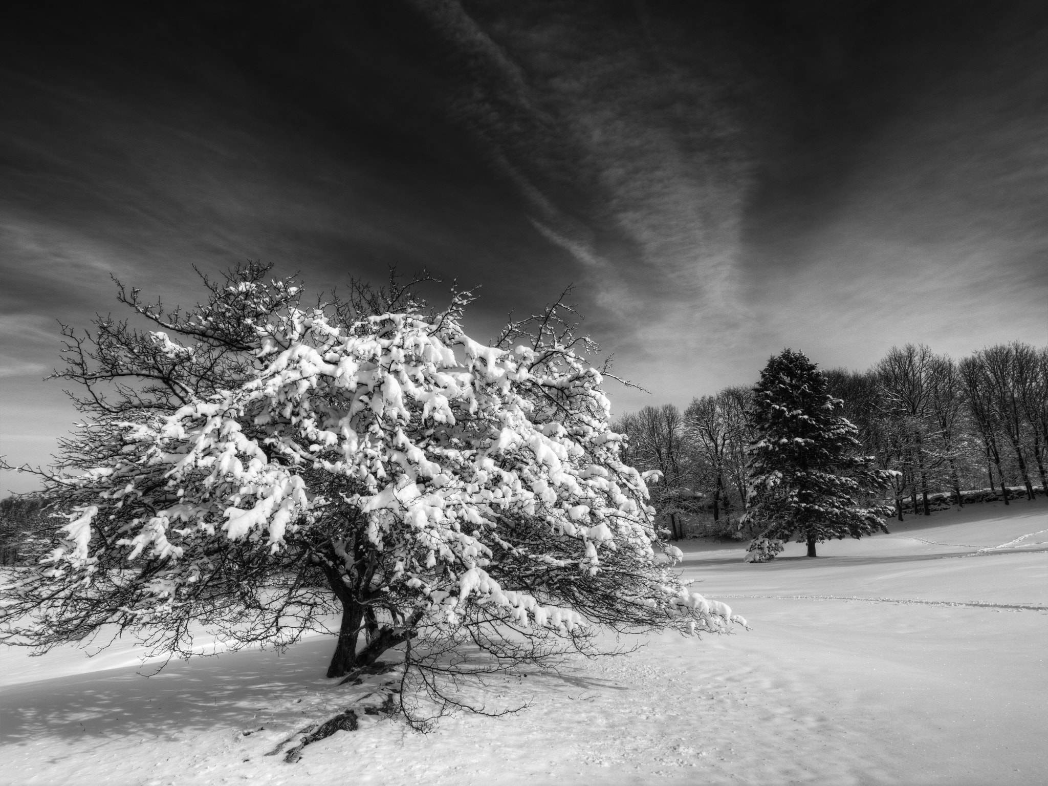 Tokina AT-X Pro 12-24mm F4 (IF) DX sample photo. Golf course tree photography