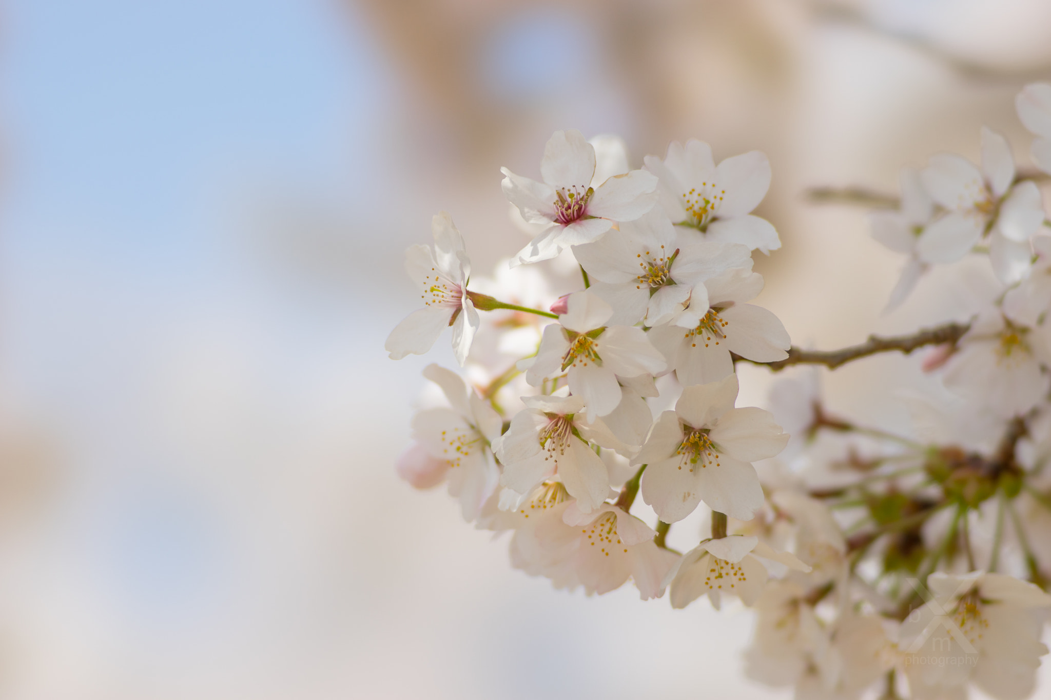 Sony 135mm F2.8 [T4.5] STF sample photo. Sakura ya bokeh photography