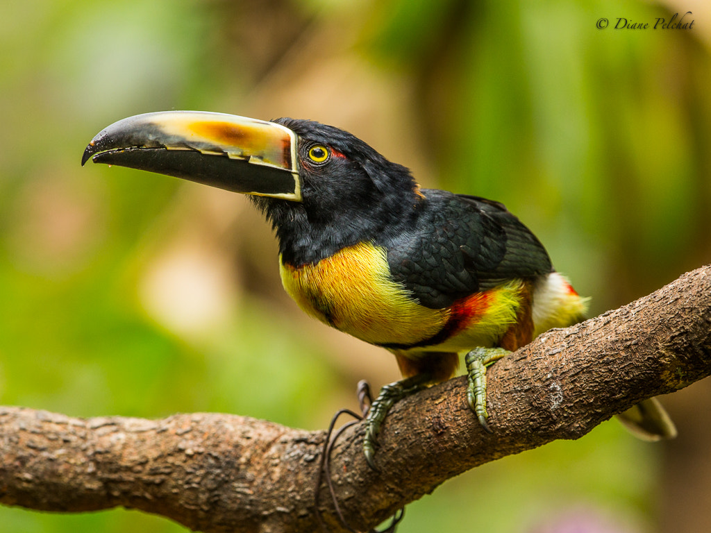 Canon EF 300mm F2.8L IS II USM sample photo. Collared aracari photography