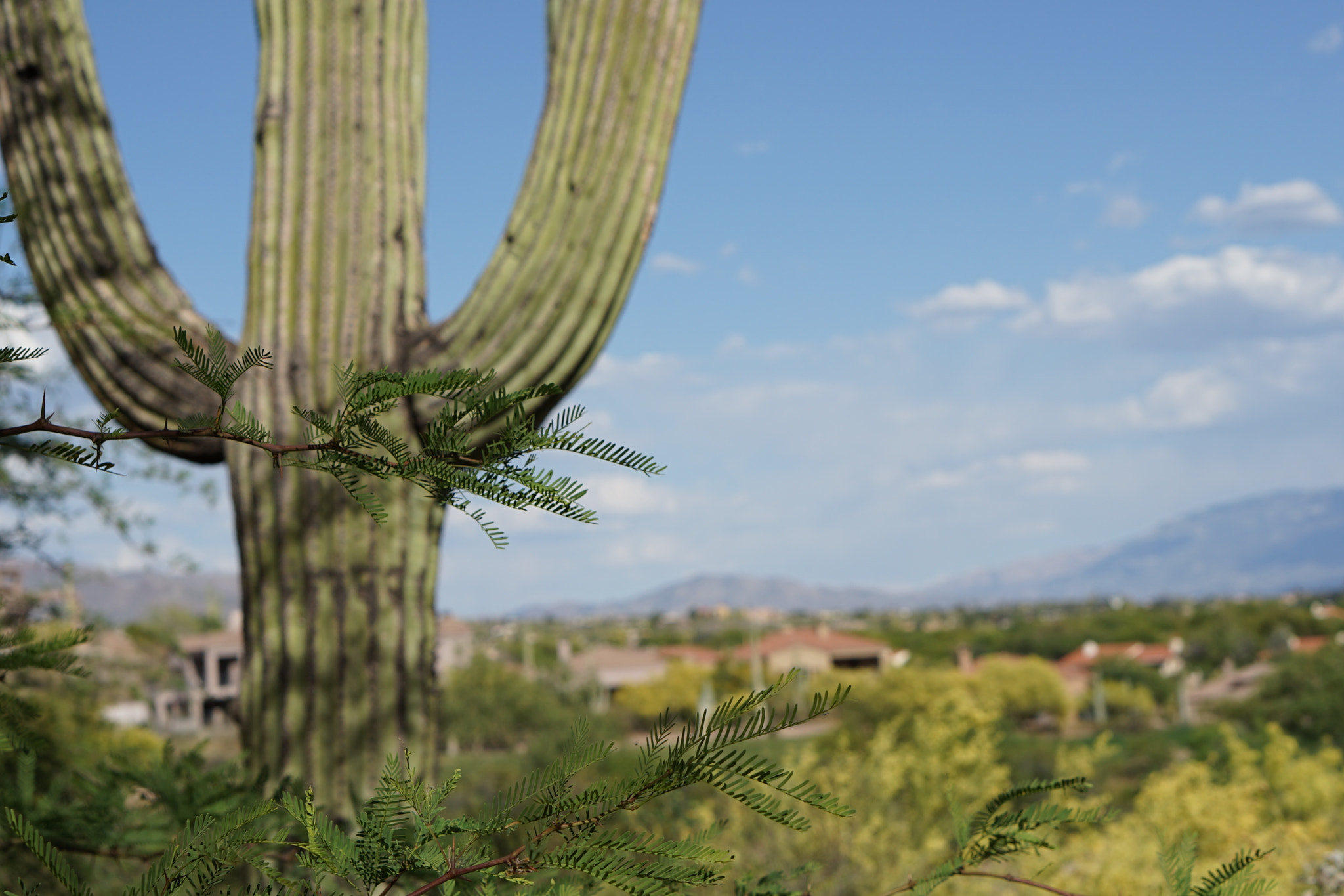 Sony E 50mm F1.8 OSS sample photo. Tucson landscape photography