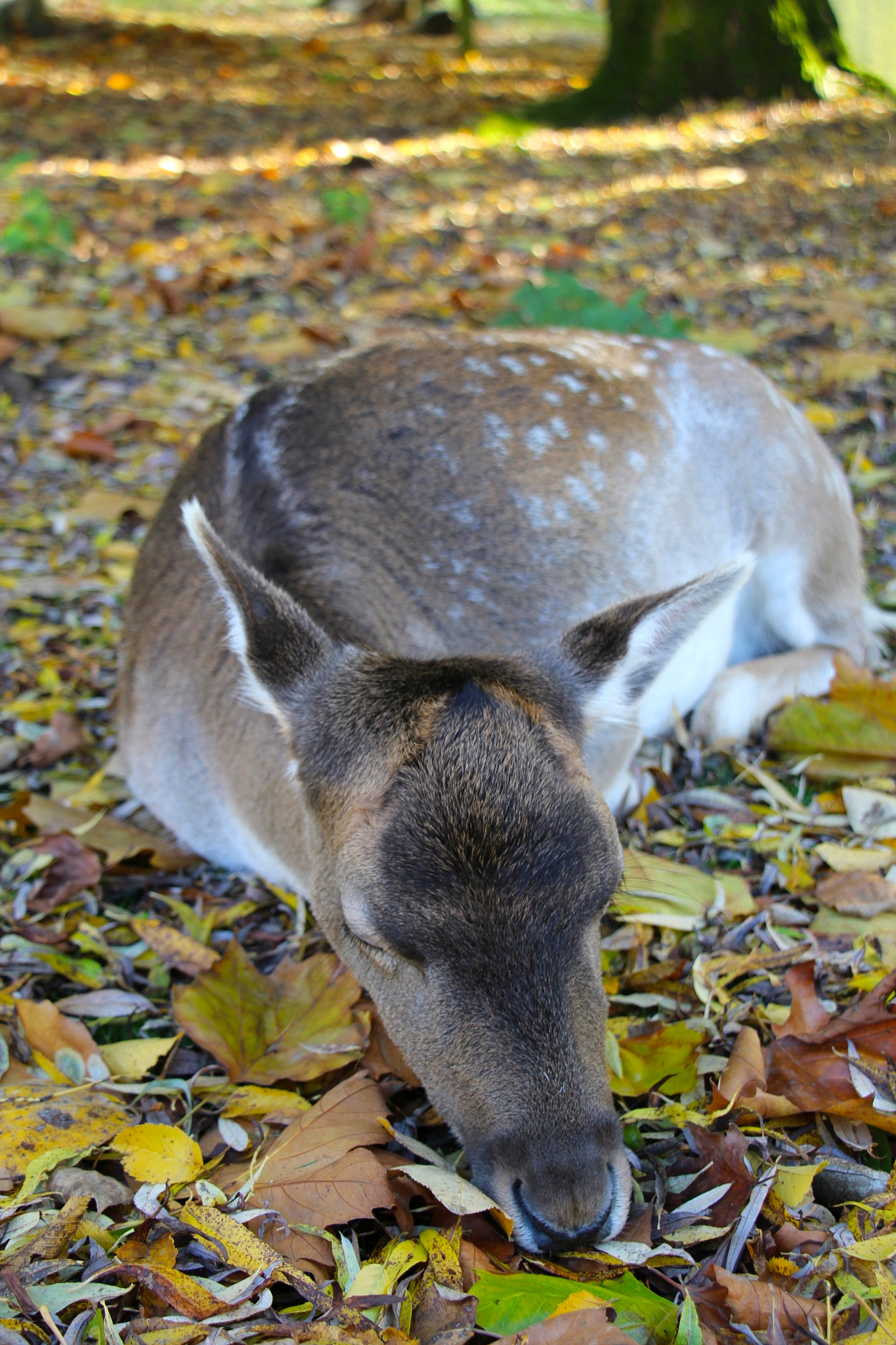 Canon EOS 100D (EOS Rebel SL1 / EOS Kiss X7) sample photo. Sleeping deer photography