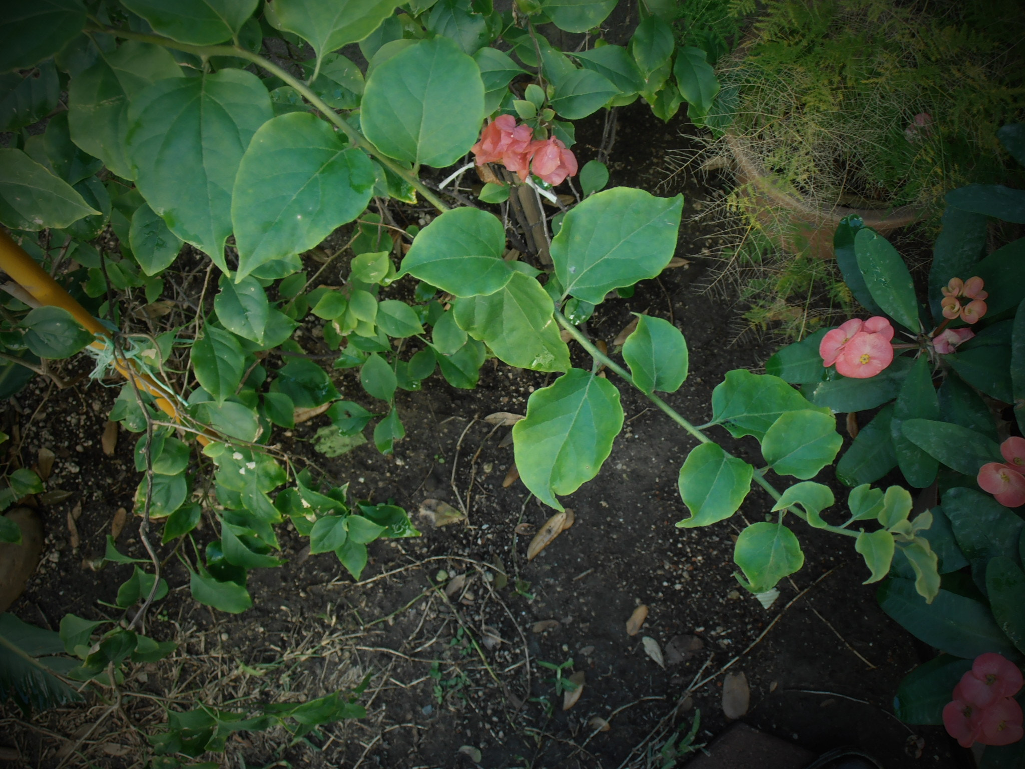 Olympus VR325,VR320,D725 sample photo. Leaf photography