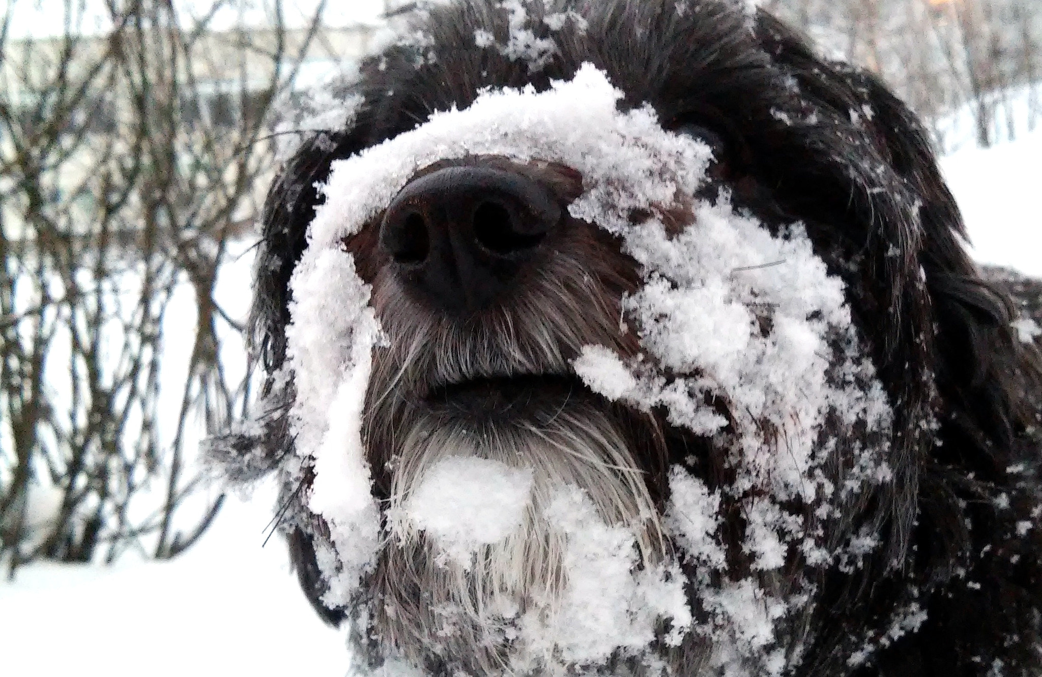 LG L90 sample photo. Lovely snow photography