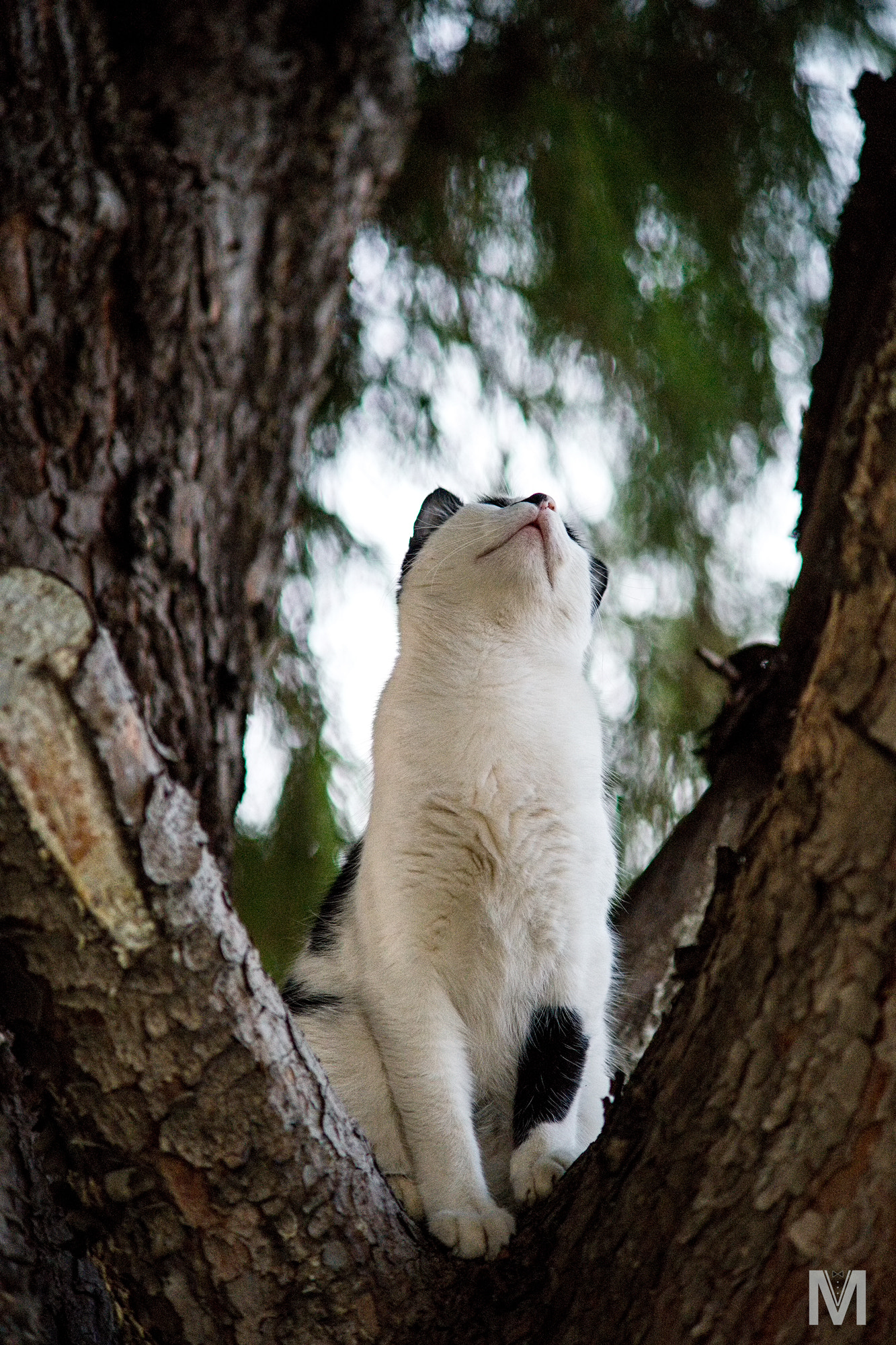 Sony a99 II + Minolta AF 70-210mm F4 Macro sample photo. Caturday. dreamy. photography