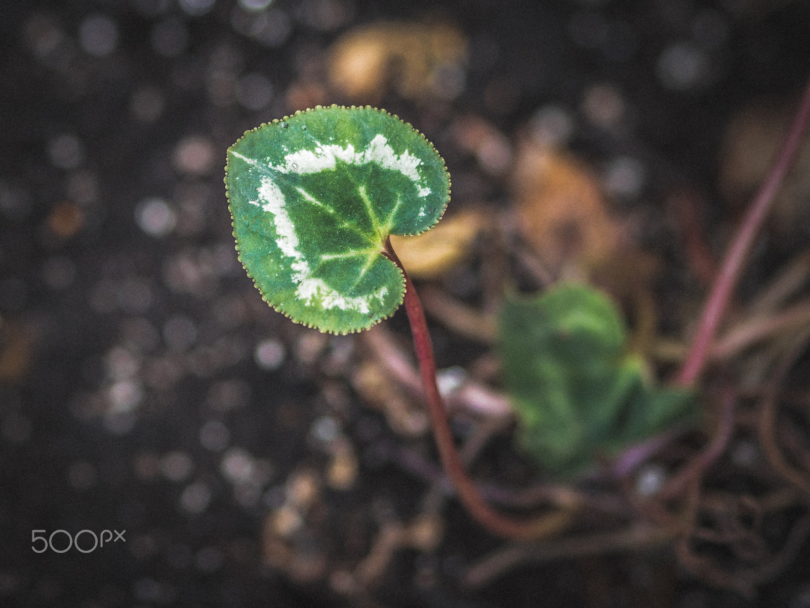 Olympus OM-D E-M10 + Olympus M.Zuiko Digital ED 75mm F1.8 sample photo. Little leaf photography