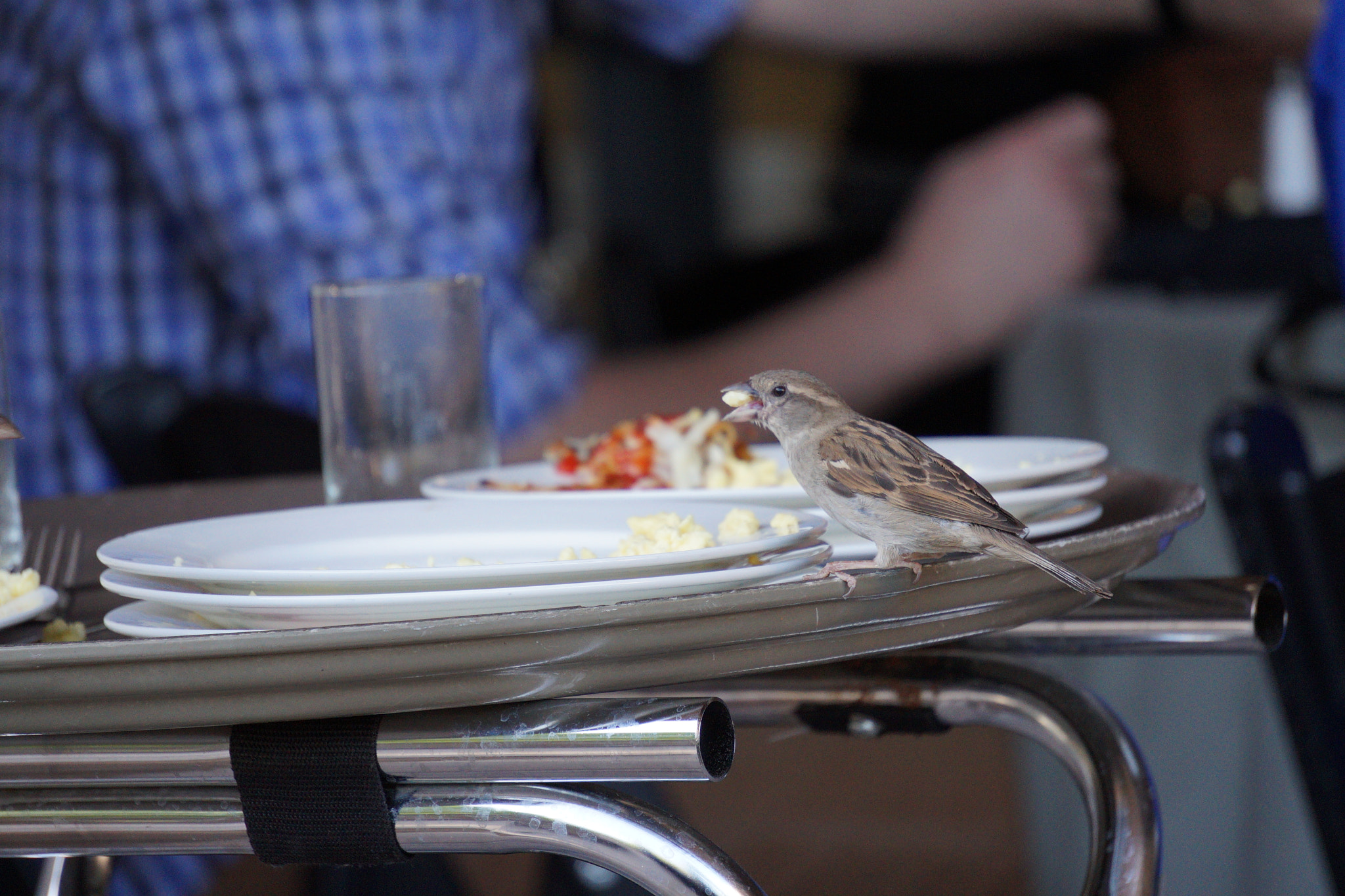 Sony E 55-210mm F4.5-6.3 OSS sample photo. Early morning cannibalism photography