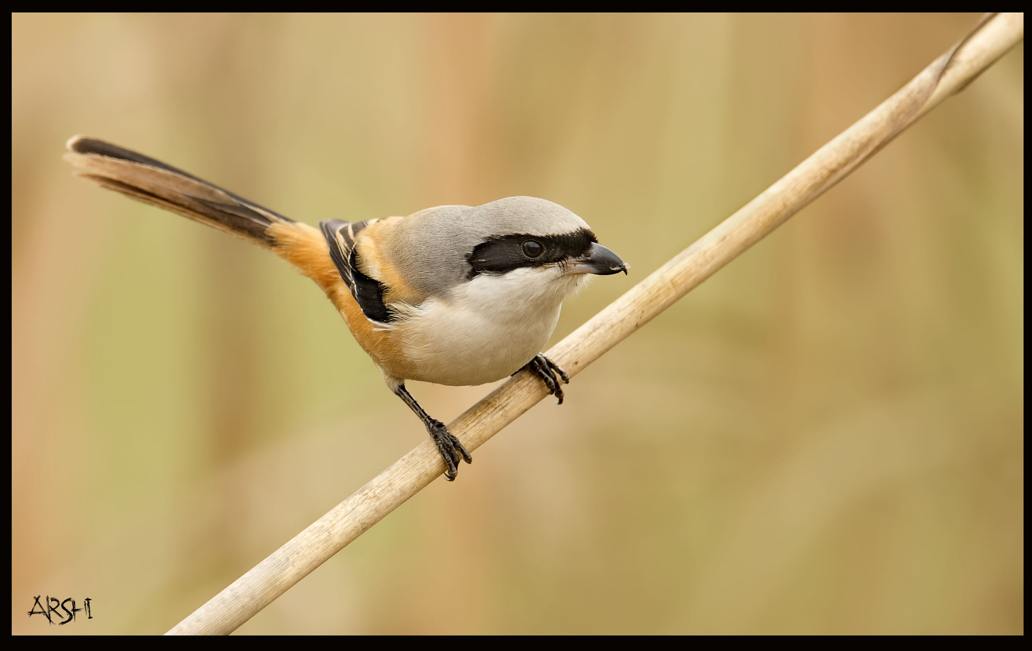 Nikon D4S sample photo. The song bird shrike photography