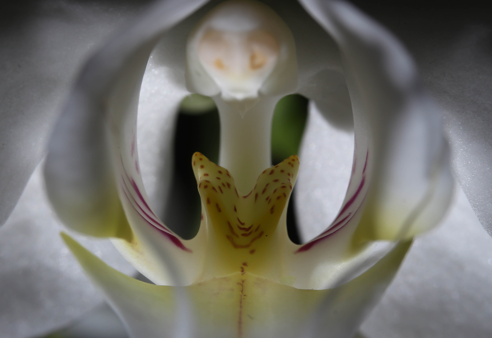 Canon EF 35-80mm f/4-5.6 sample photo. Insight photography