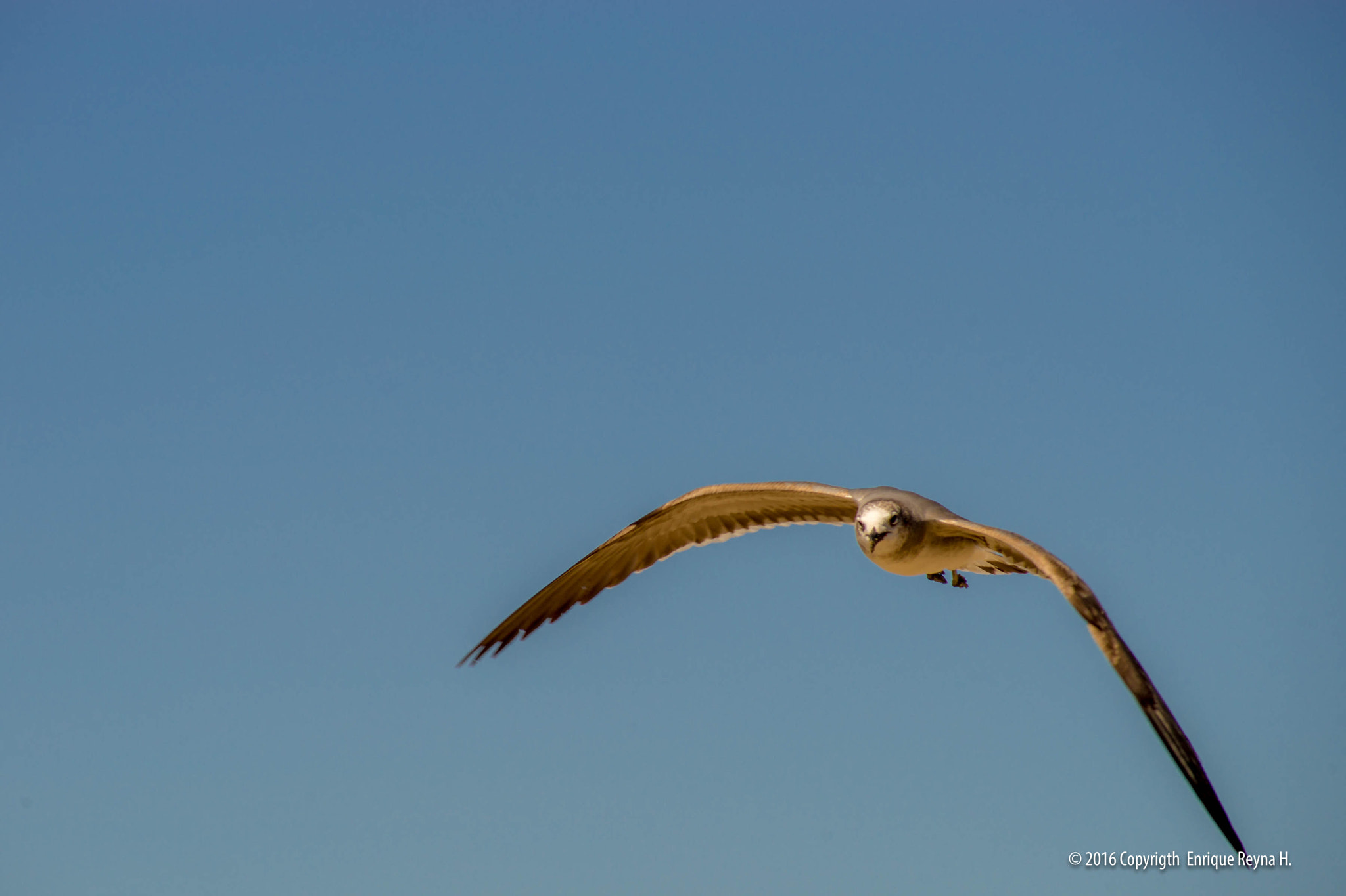 Sony 75-300mm F4.5-5.6 sample photo. Seagull flying photography