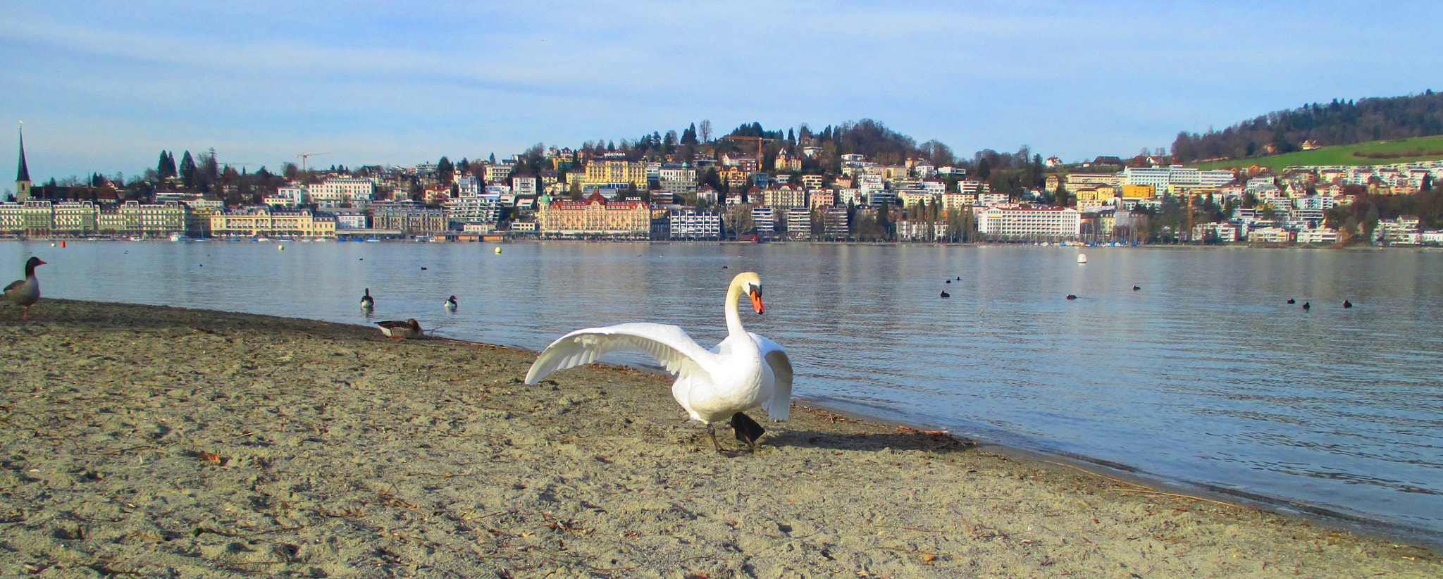 Canon PowerShot ELPH 115 IS (IXUS 132 / IXY 90F) sample photo. Saying hi swam photography