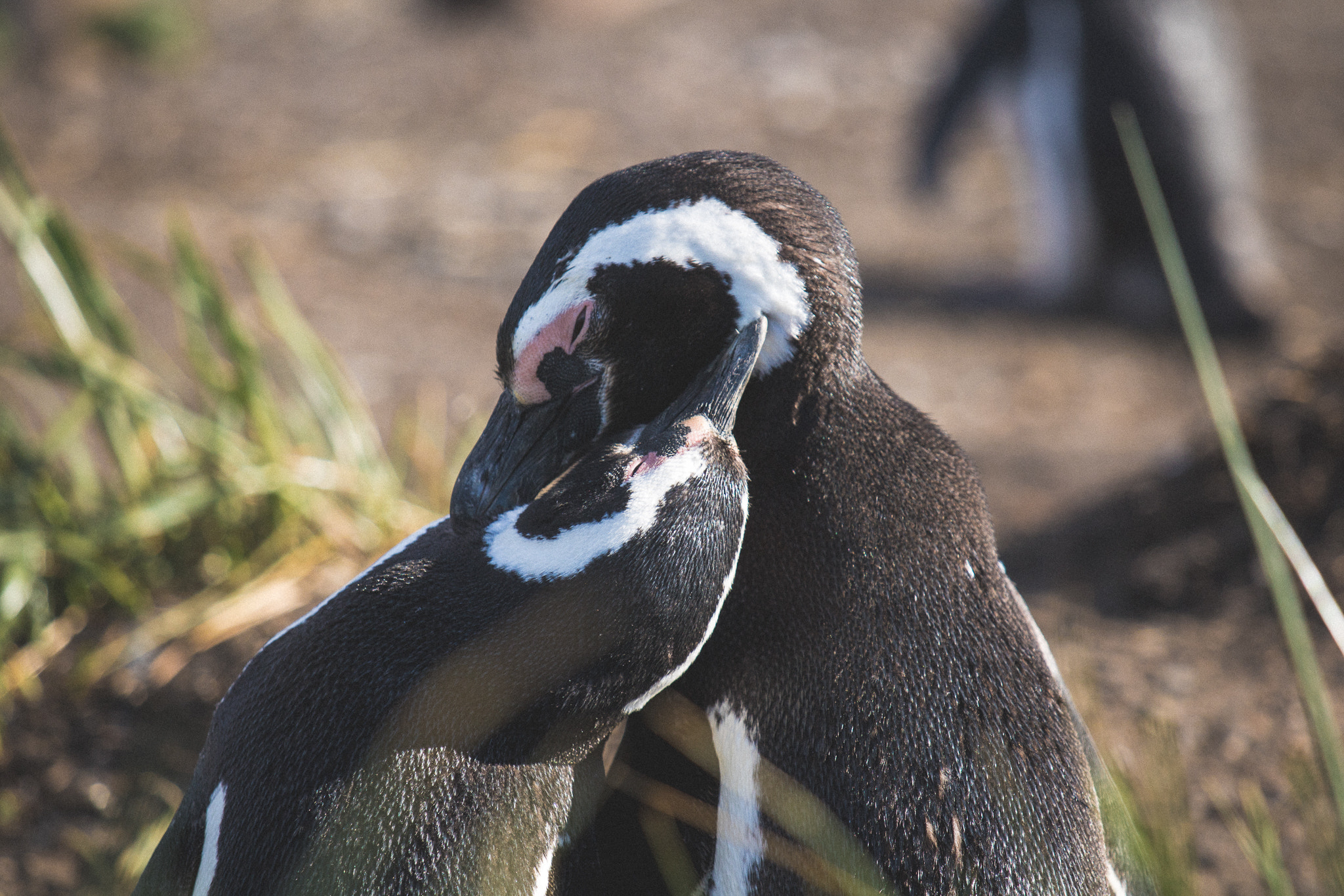 Canon EOS 760D (EOS Rebel T6s / EOS 8000D) sample photo. Penguins in love photography