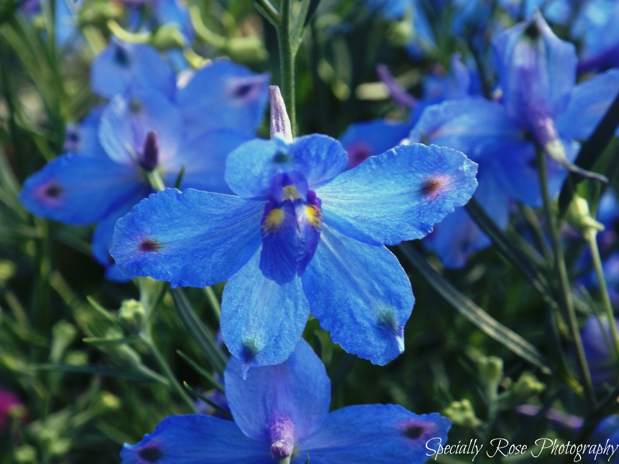 Fujifilm FinePix S4850 sample photo. Blue flower photography