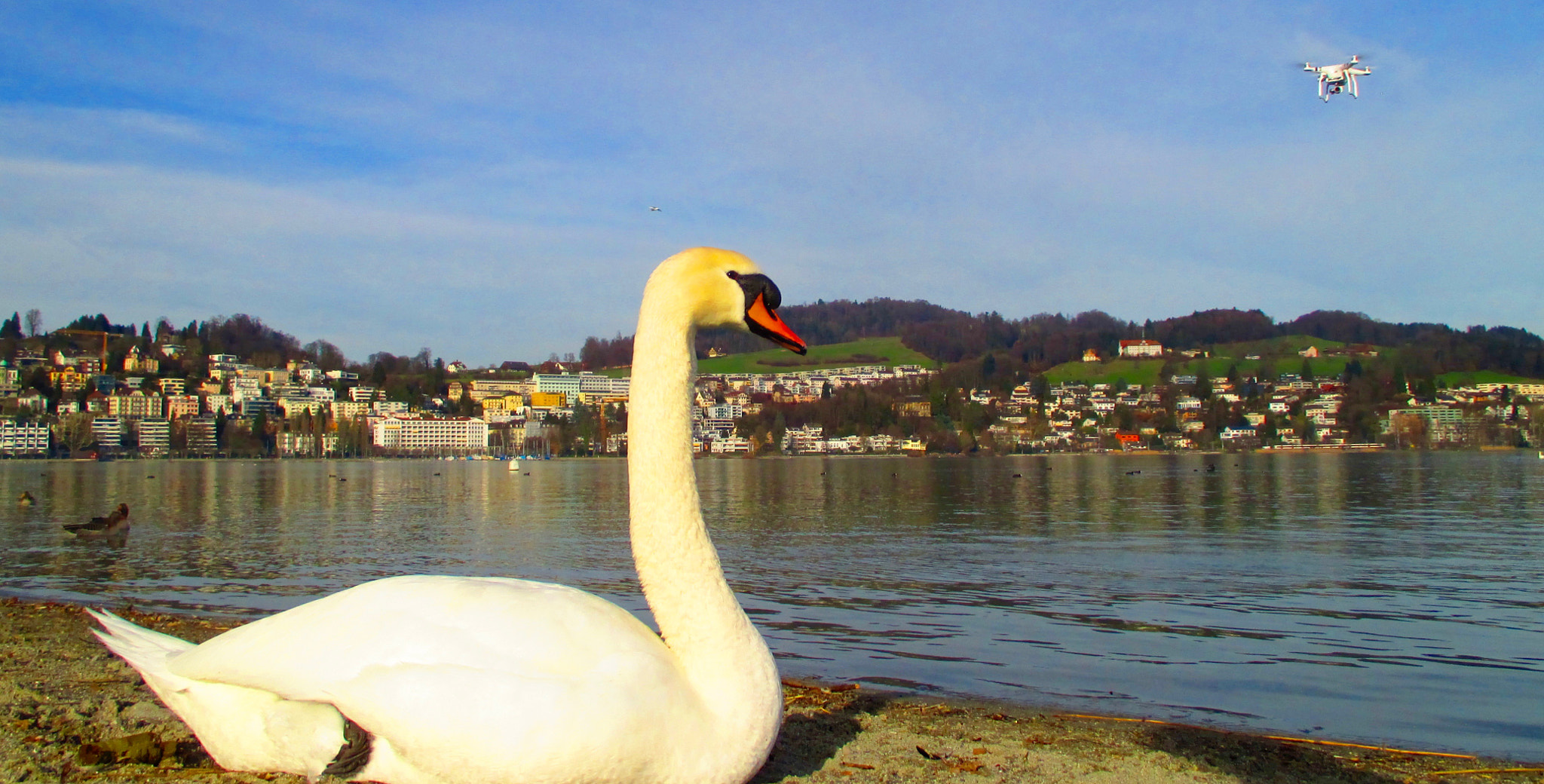 Canon PowerShot ELPH 115 IS (IXUS 132 / IXY 90F) sample photo. Swan looking at the drone photography