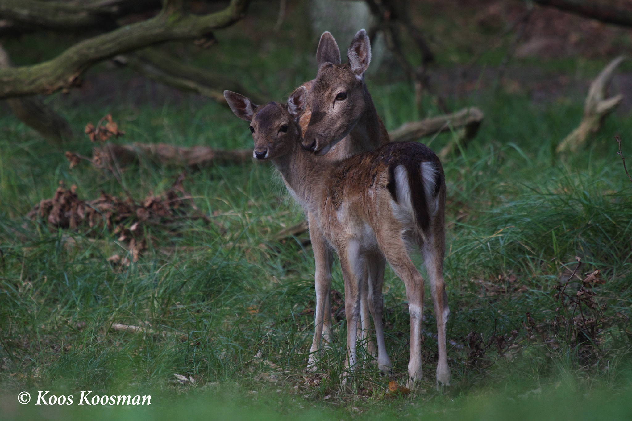 Canon EF 100-400mm F4.5-5.6L IS USM sample photo. Love on the wildest side photography