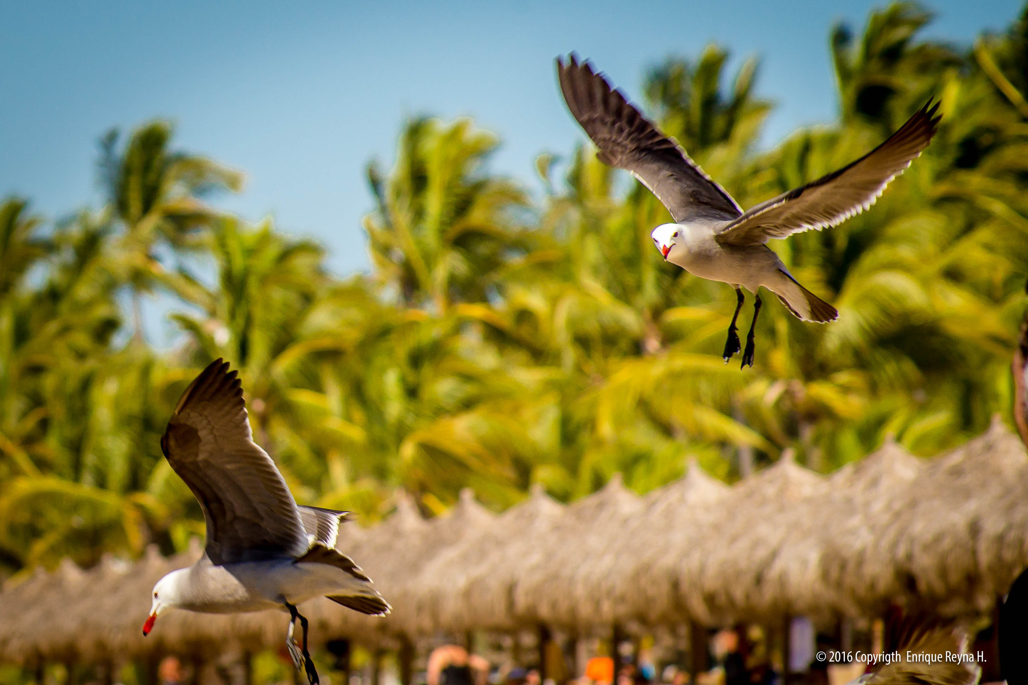 Sony 75-300mm F4.5-5.6 sample photo. Gulls on the beach photography