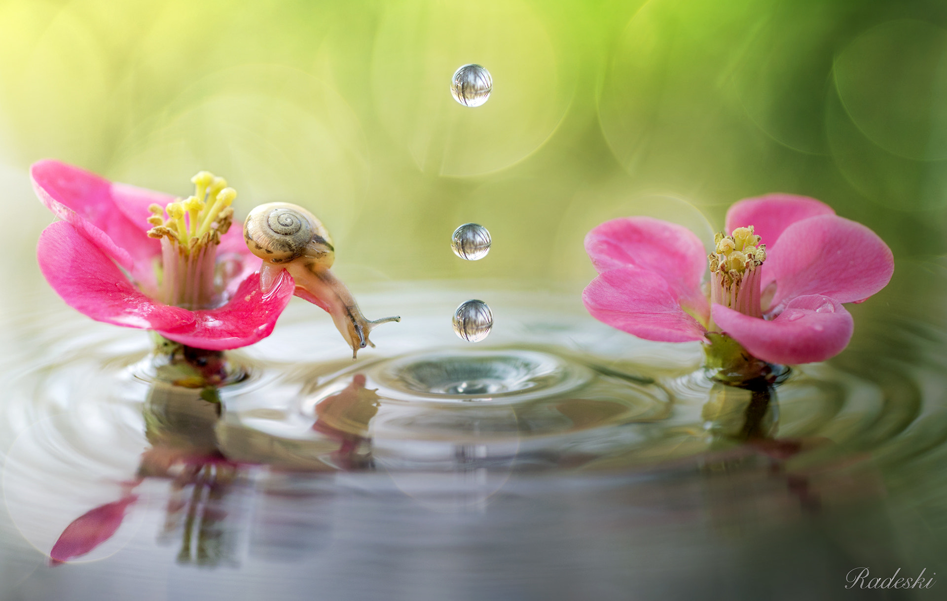 Nikon D800E + Nikon AF Micro-Nikkor 60mm F2.8D sample photo. Lumachina curiosa photography