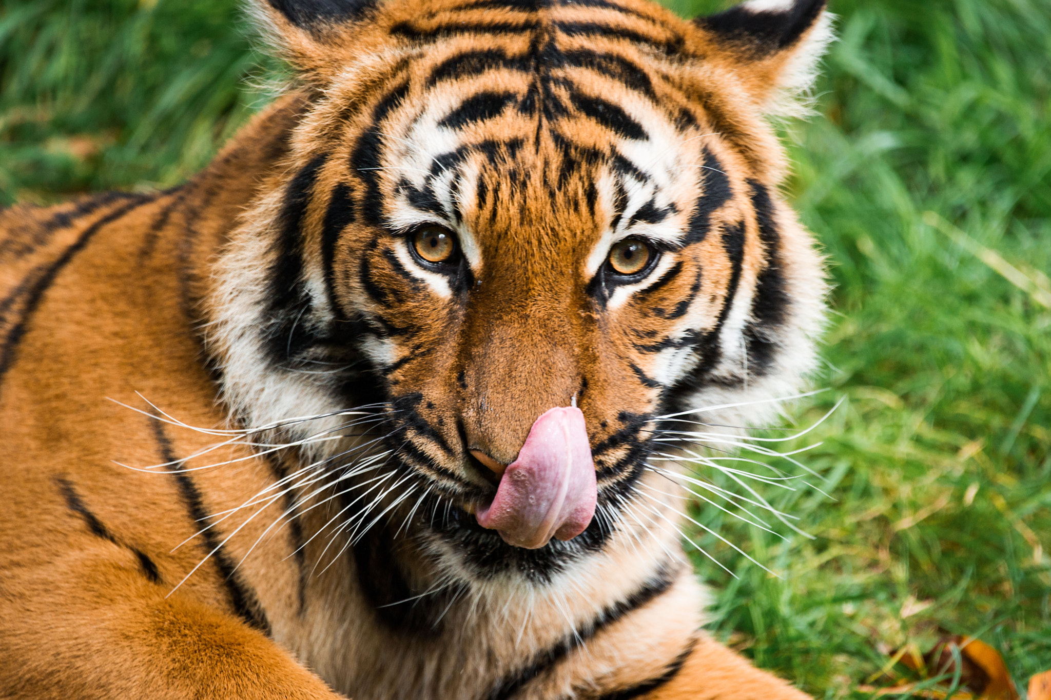 Sony Alpha DSLR-A850 + Sony 70-400mm F4-5.6 G SSM sample photo. Tiger tongue photography