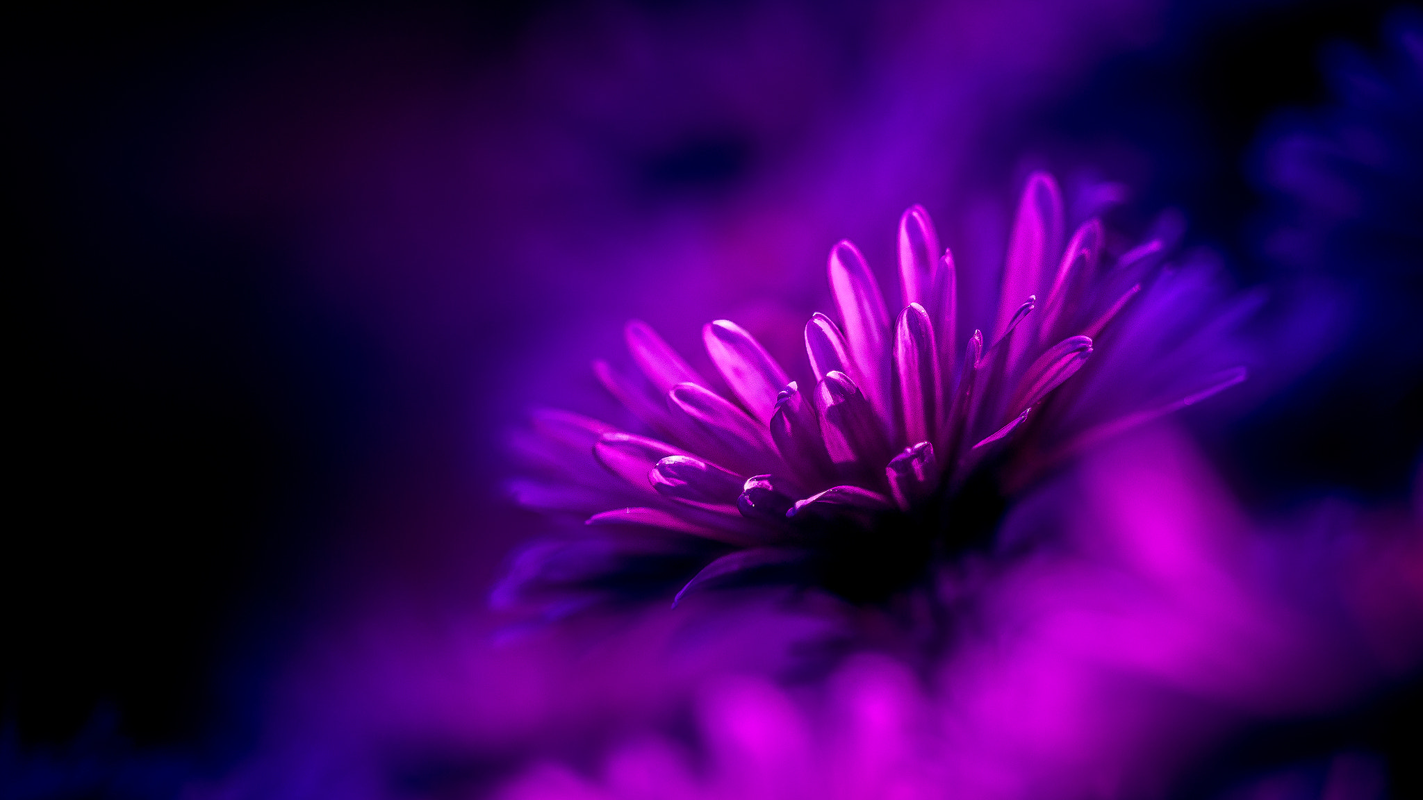 Canon EF 100mm F2.8 Macro USM sample photo. Flower photography