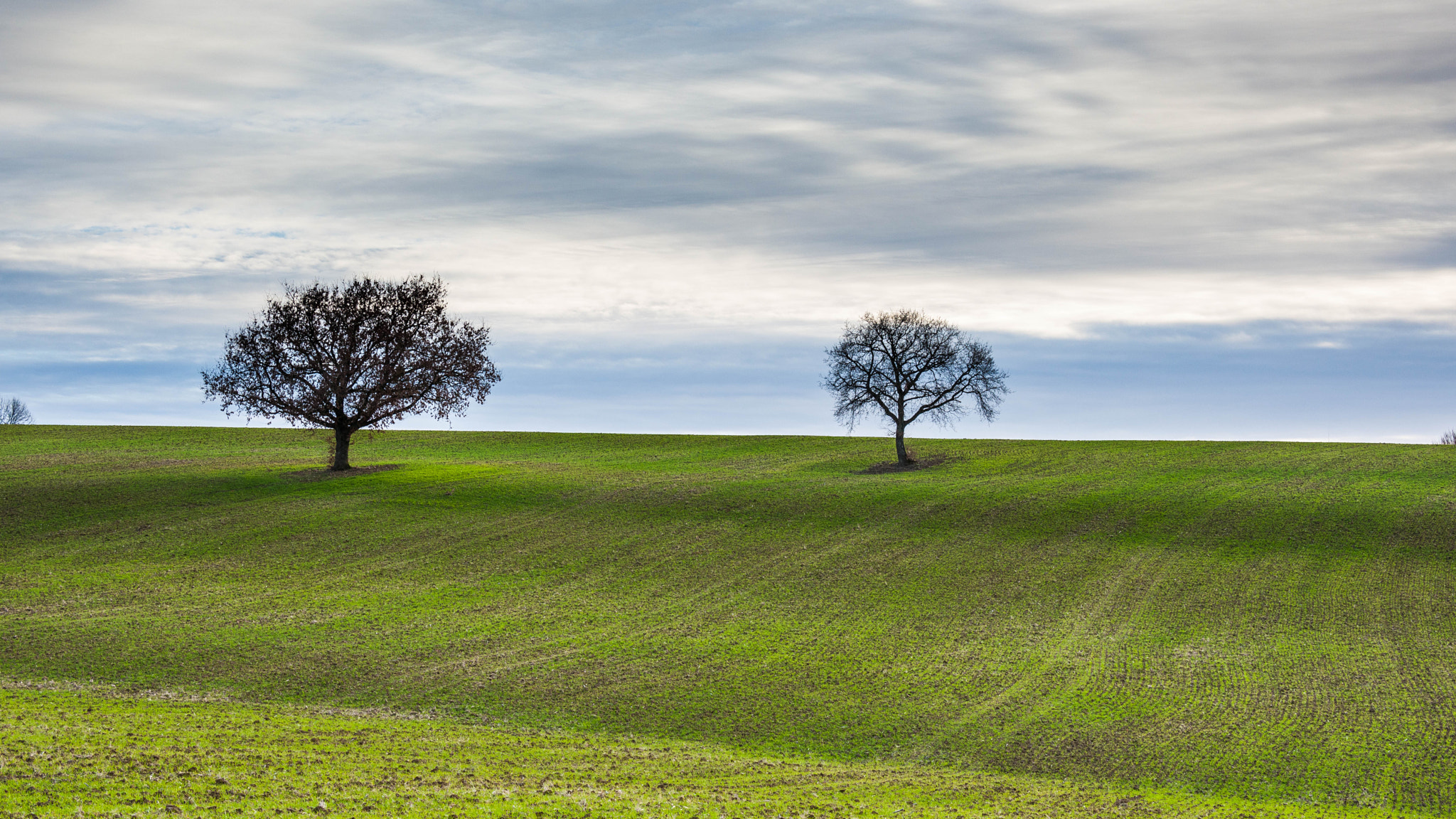Nikon D3X sample photo. Solitary tree photography